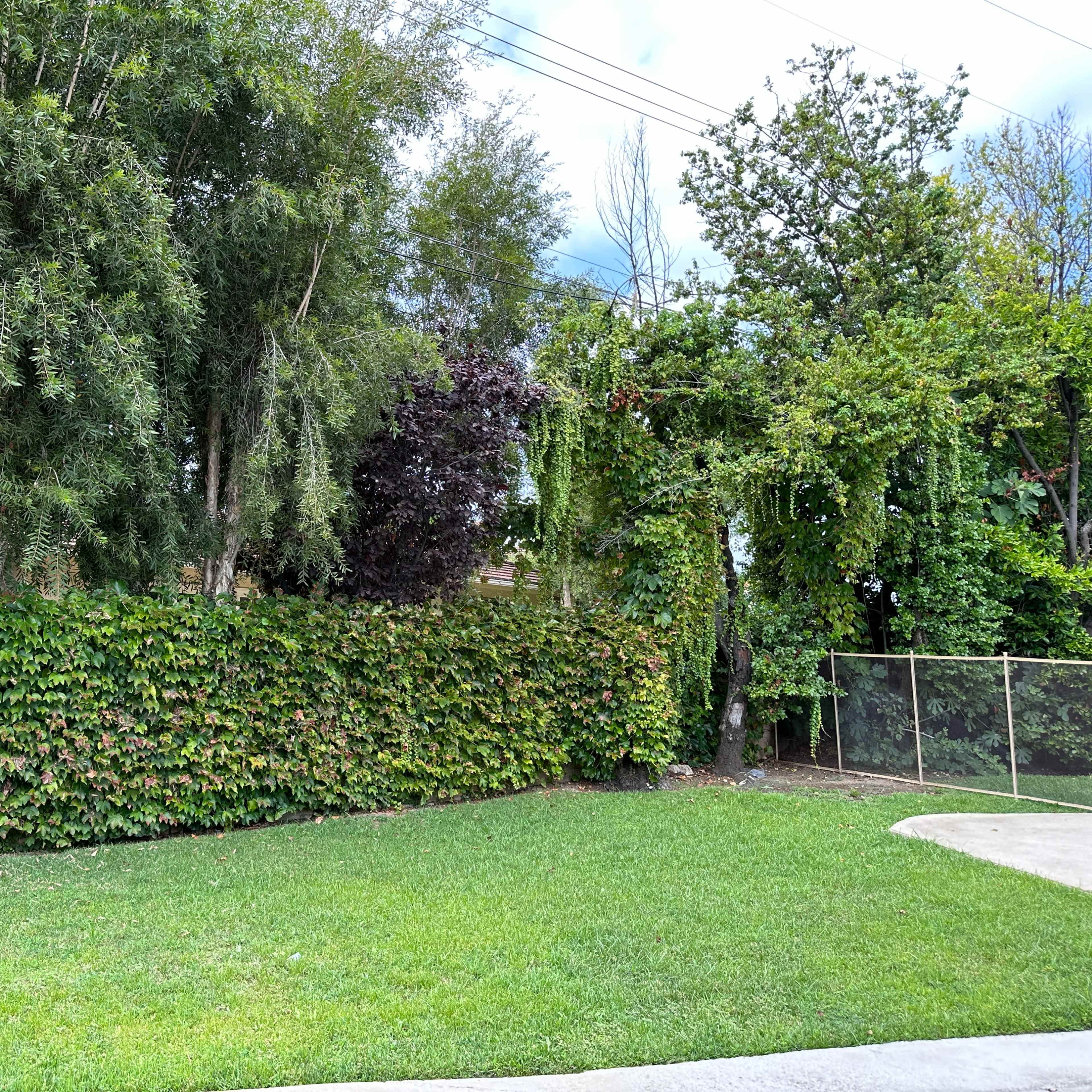 A grassy area is bordered by dense greenery and a fence in the background.