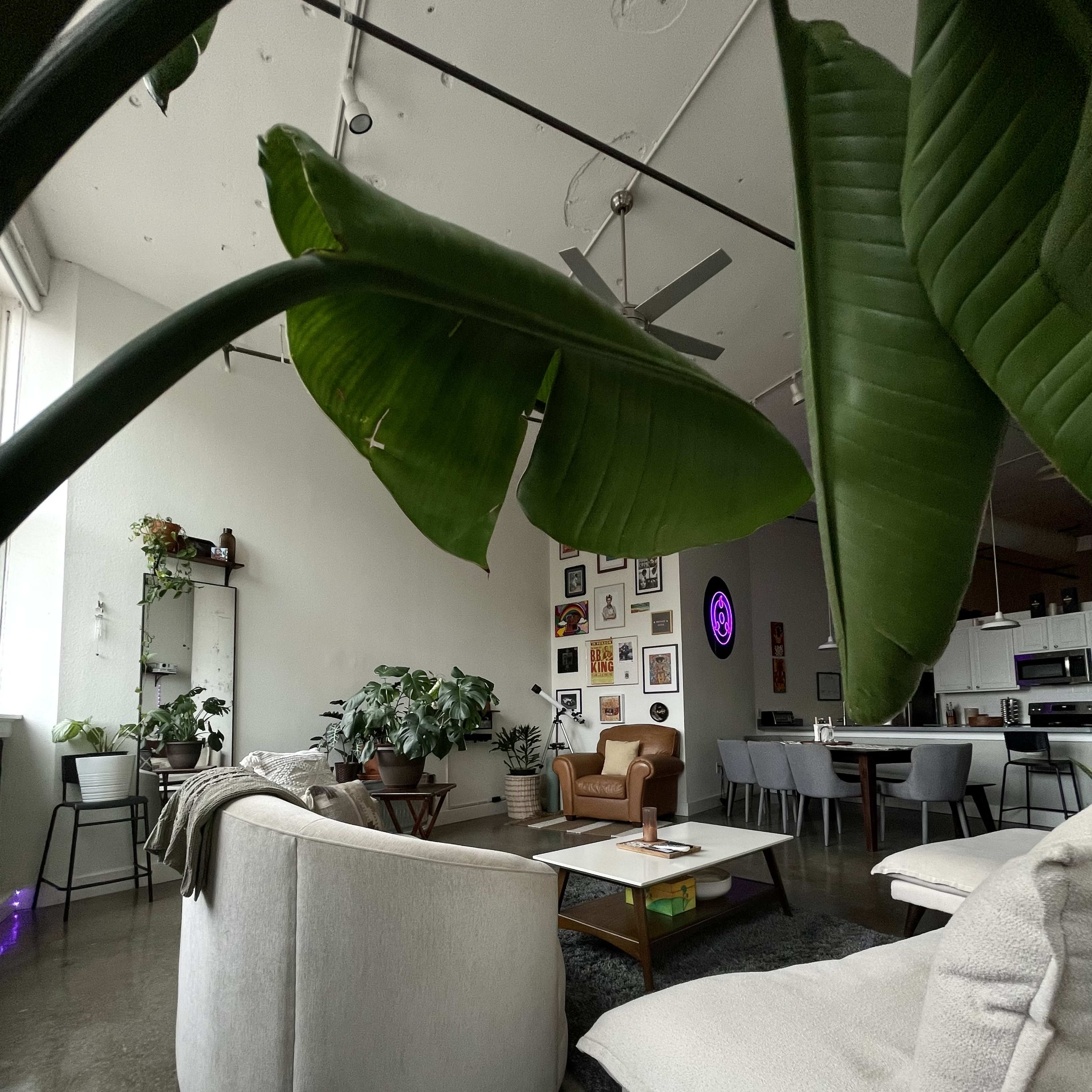 A spacious living area features a mix of modern furniture, houseplants, and wall art, with a sofa and an armchair visible in the foreground.