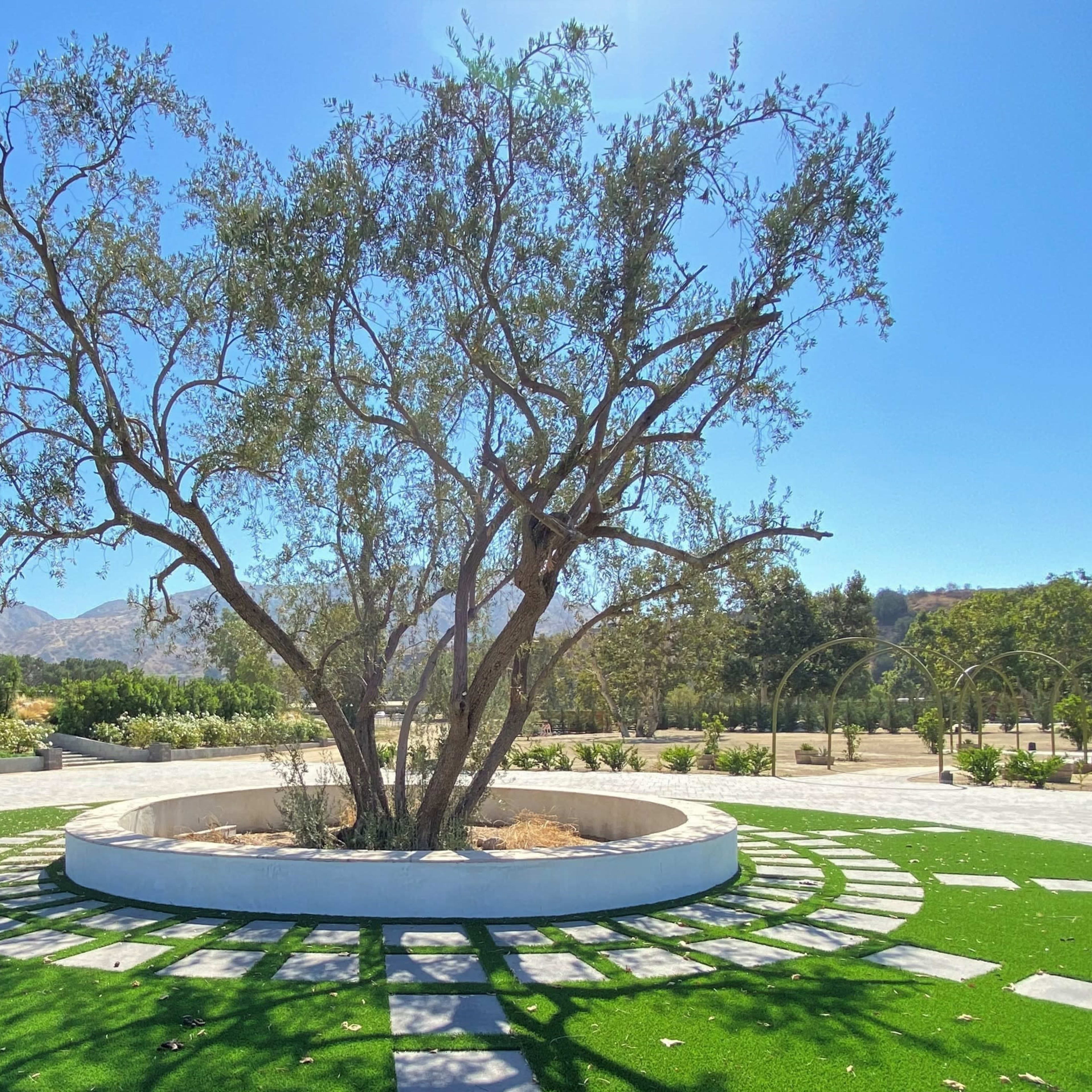 A solitary tree stands in the center of a circular stone arrangement surrounded by green grassy areas and landscaped gardens.