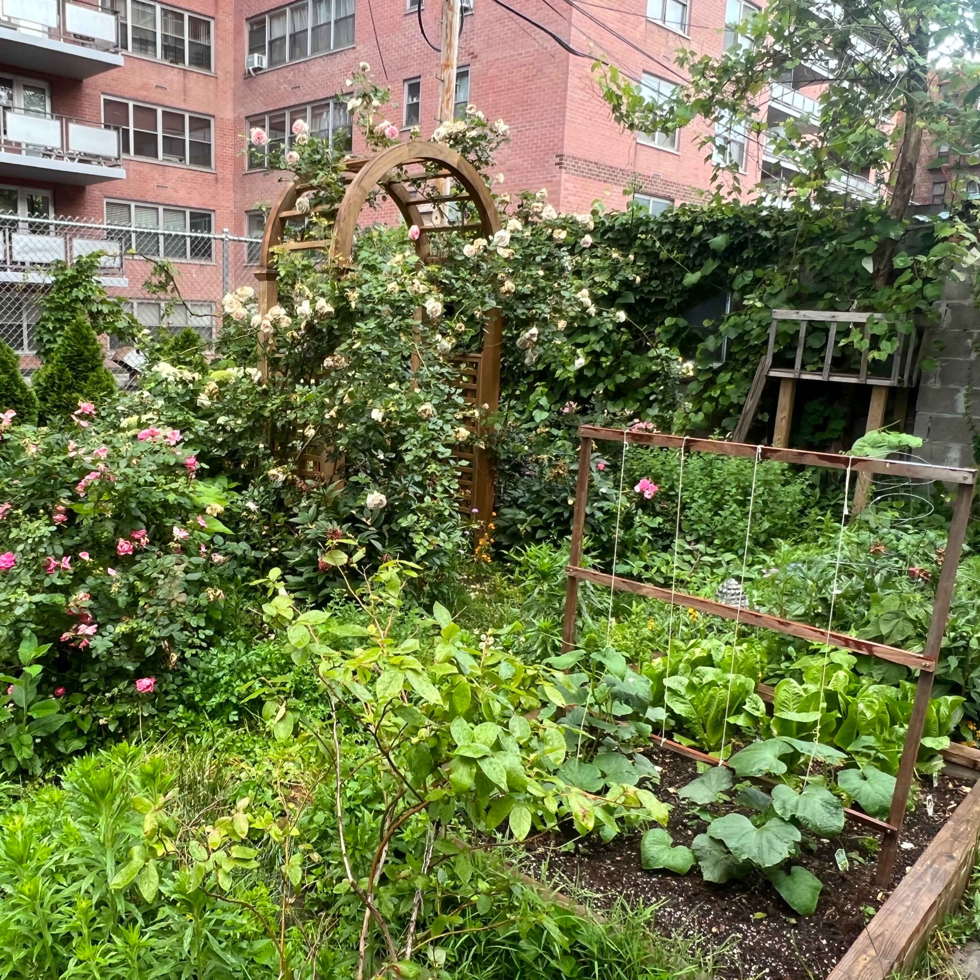 A lush garden with a wooden archway covered in climbing plants, surrounded by various flowering shrubs and vegetable beds, in an urban setting with brick apartment buildings in the background.