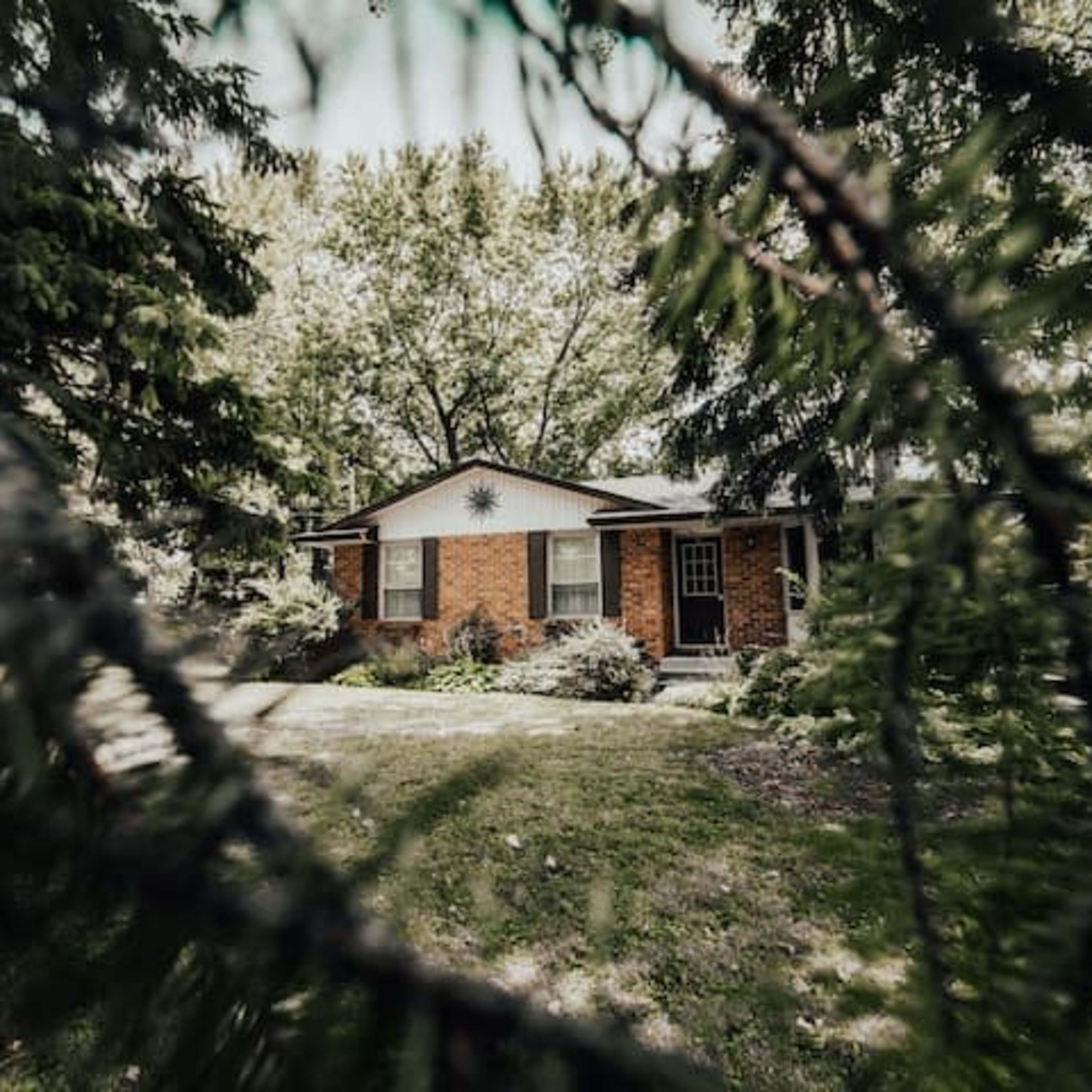 A brick house is partially visible through the branches of evergreen trees in a yard filled with greenery.
