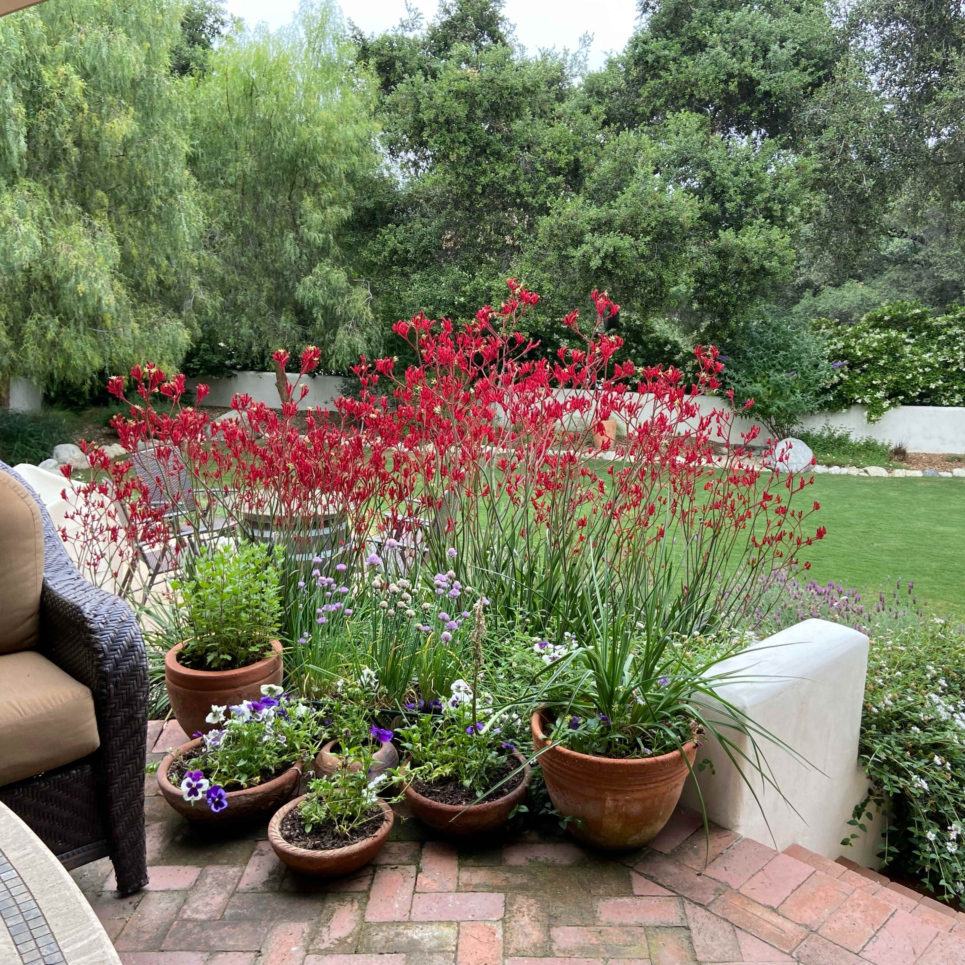 A patio area with potted plants and vibrant red flowers, surrounded by lush greenery and a grassy lawn.