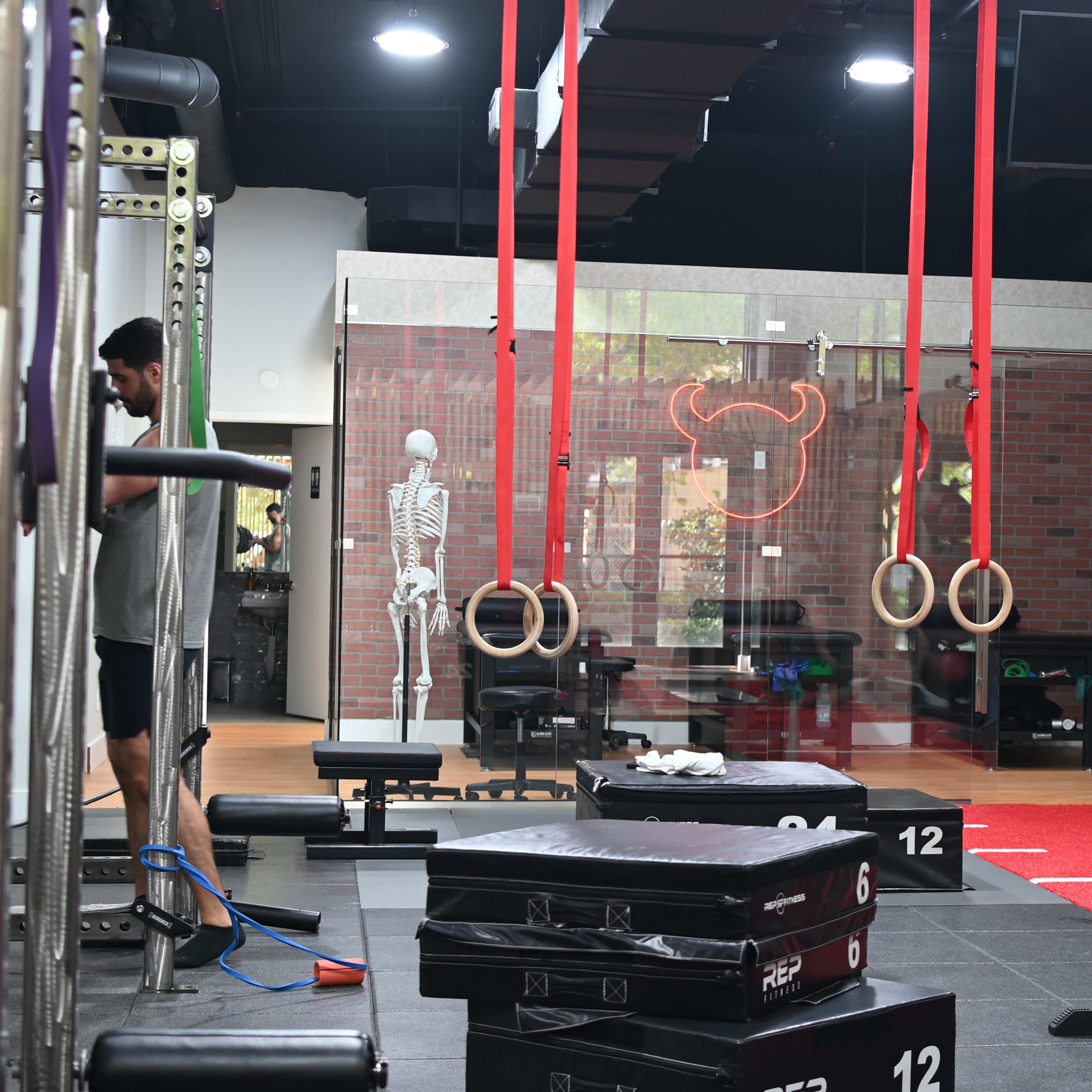 A gym interior with exercise equipment, hanging gymnastic rings, and a skeleton model in the background.