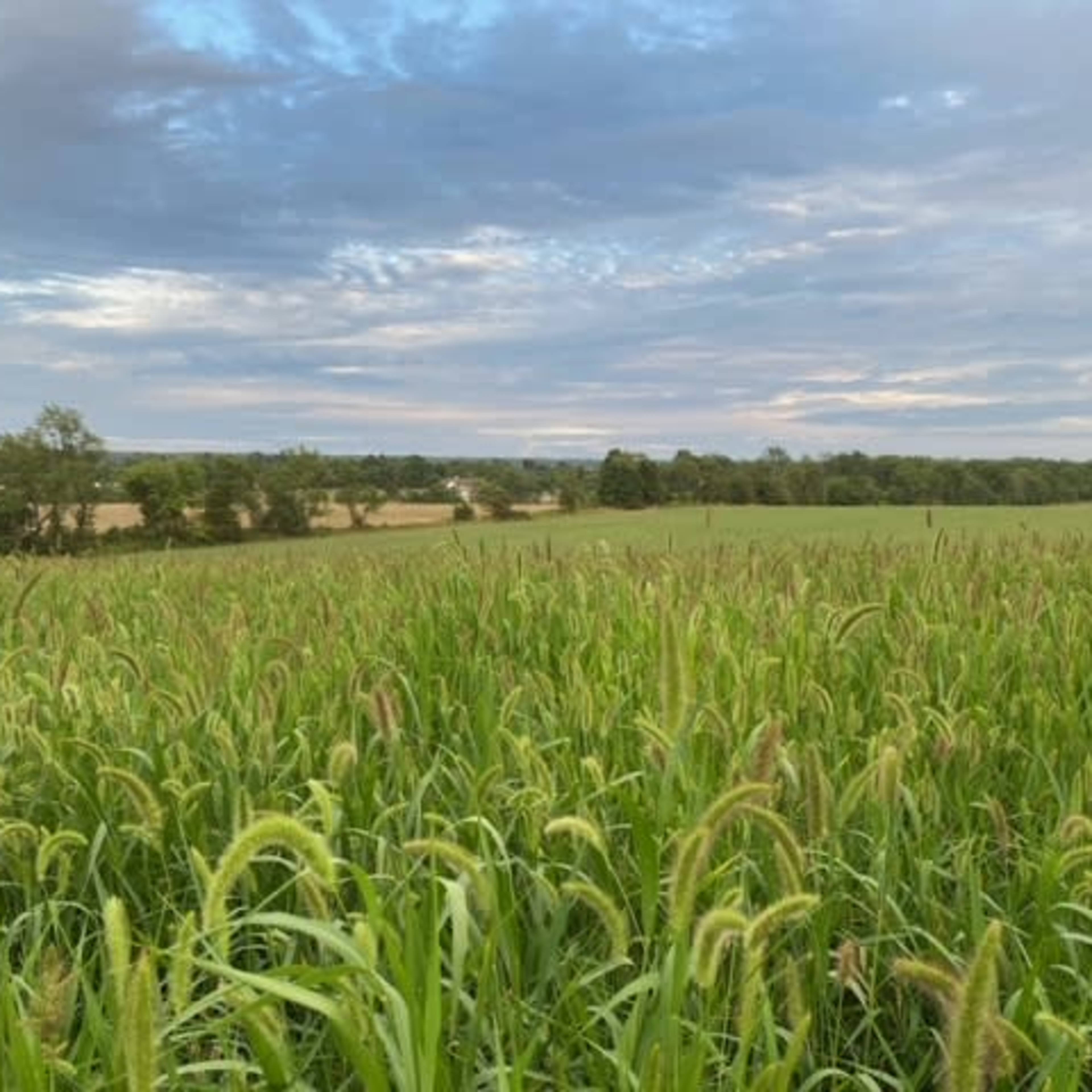 A field of tall grass stretches across the landscape under a cloudy sky.