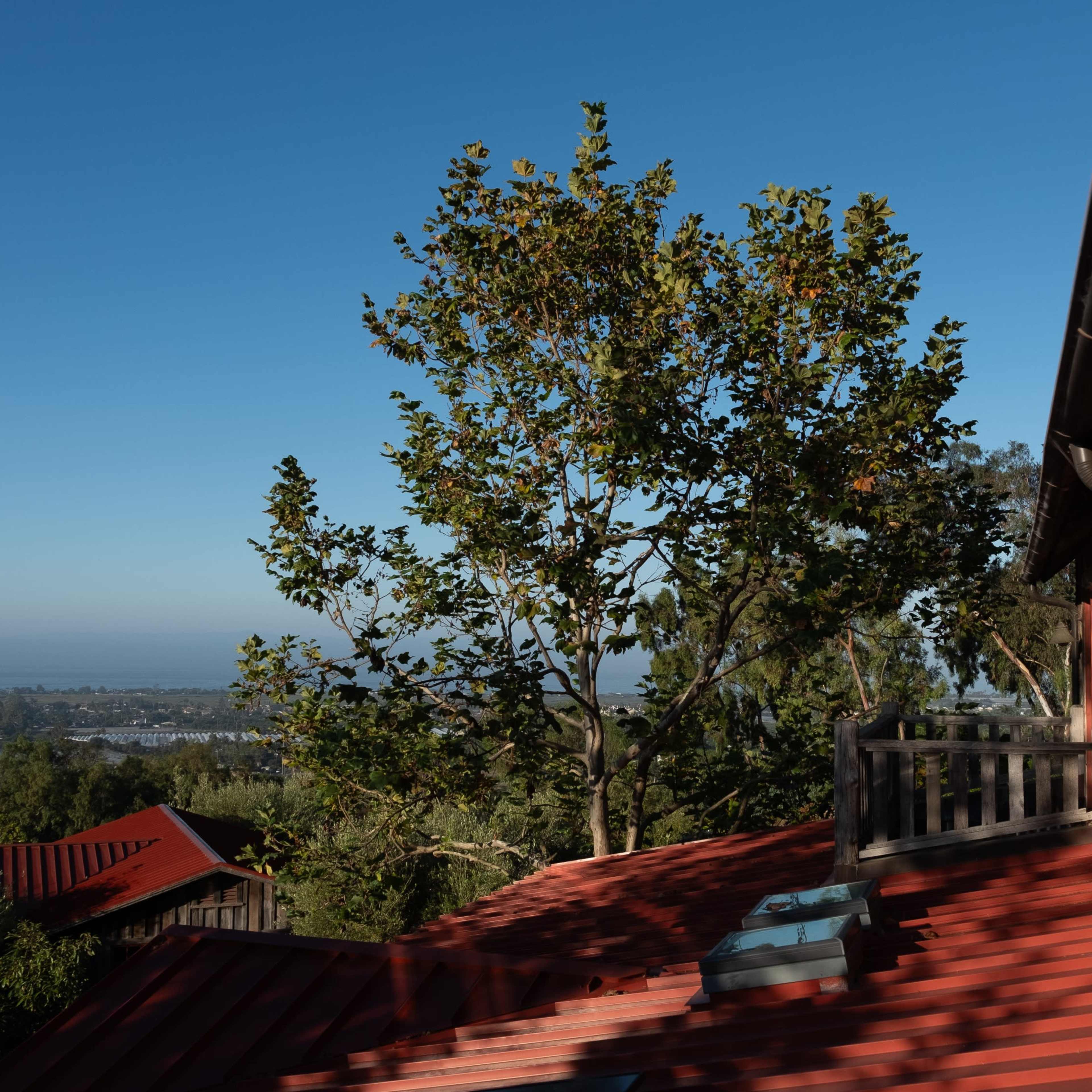 A view from a hillside wooden structure, featuring a tree and rooftops below against a clear blue sky.
