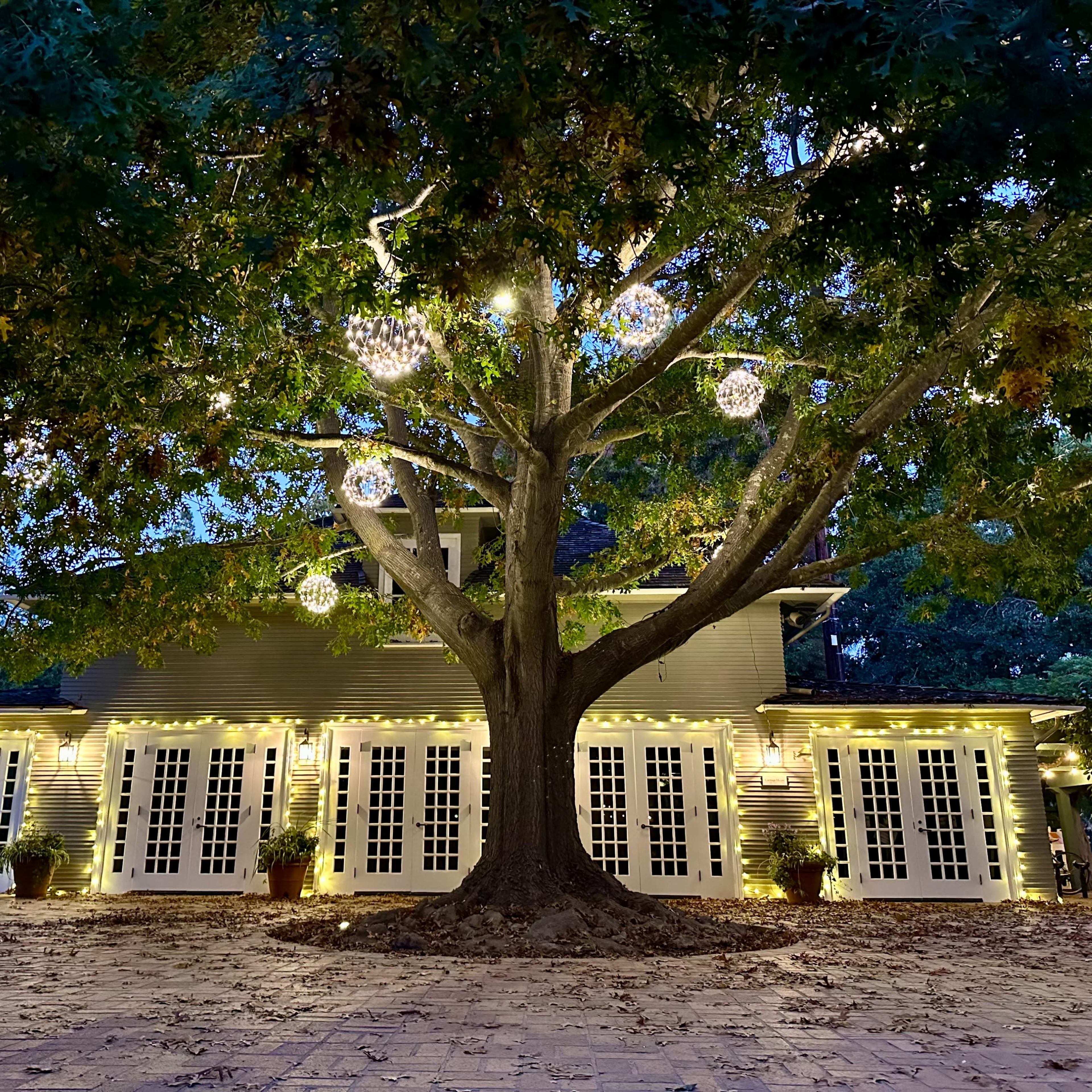 A large tree with hanging decorative lights shades a building featuring multiple windows and a stone patio.