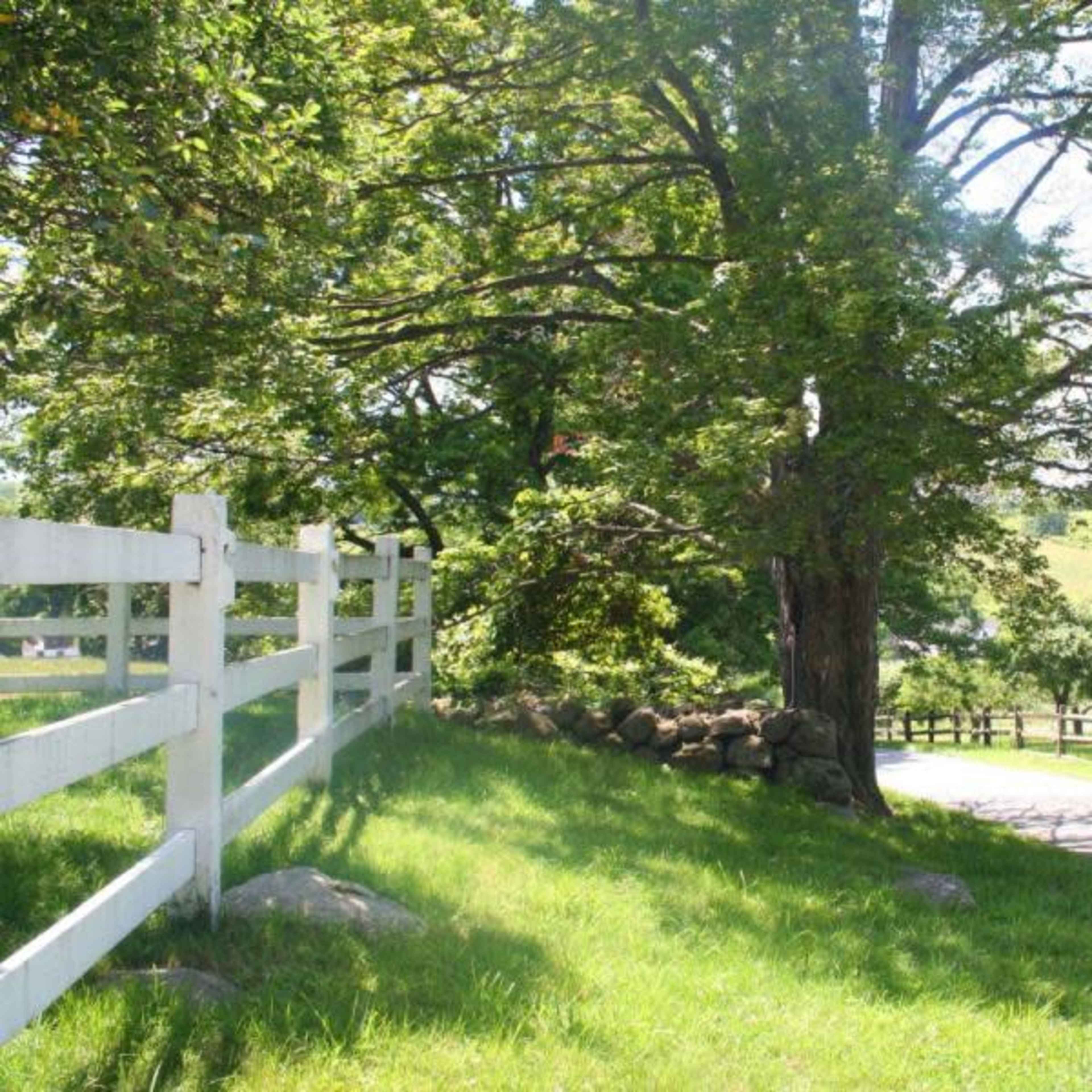 A gravel road winds alongside a white wooden fence and a large green tree.
