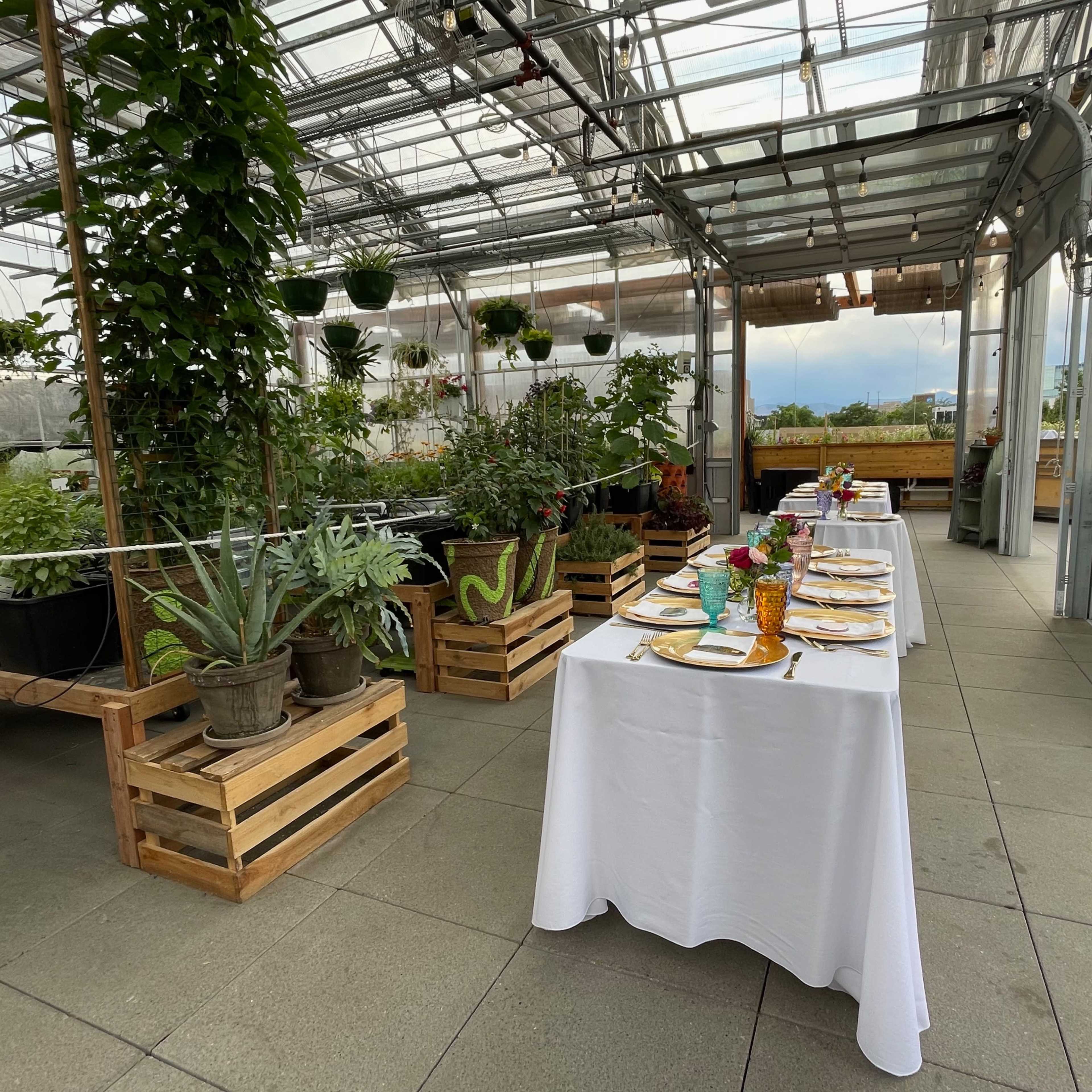 A long dining table is set with plates and colorful drinks in a greenhouse surrounded by potted plants.