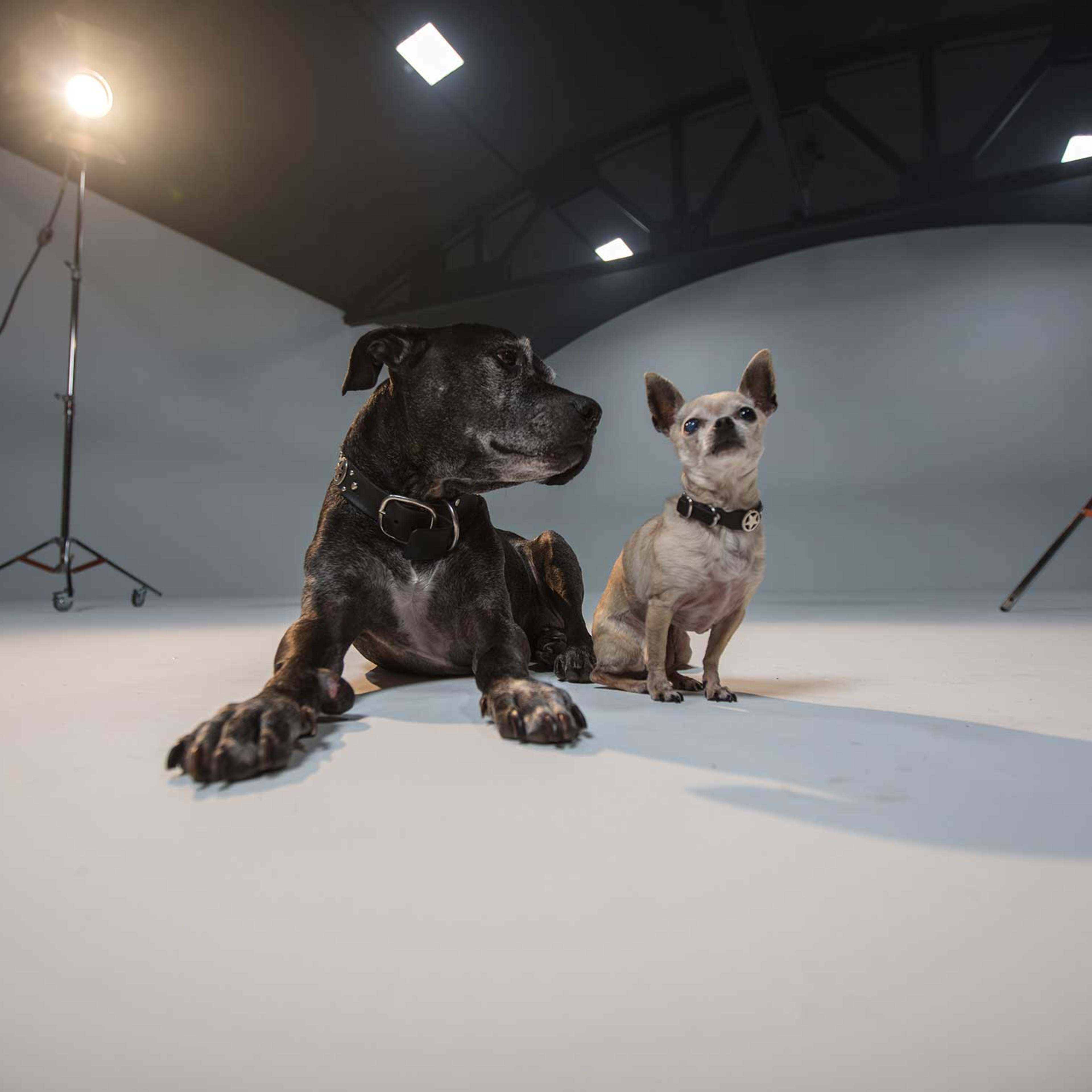 Two dogs, a large dark-colored breed and a small tan Chihuahua, lie on a white studio floor under bright lights.