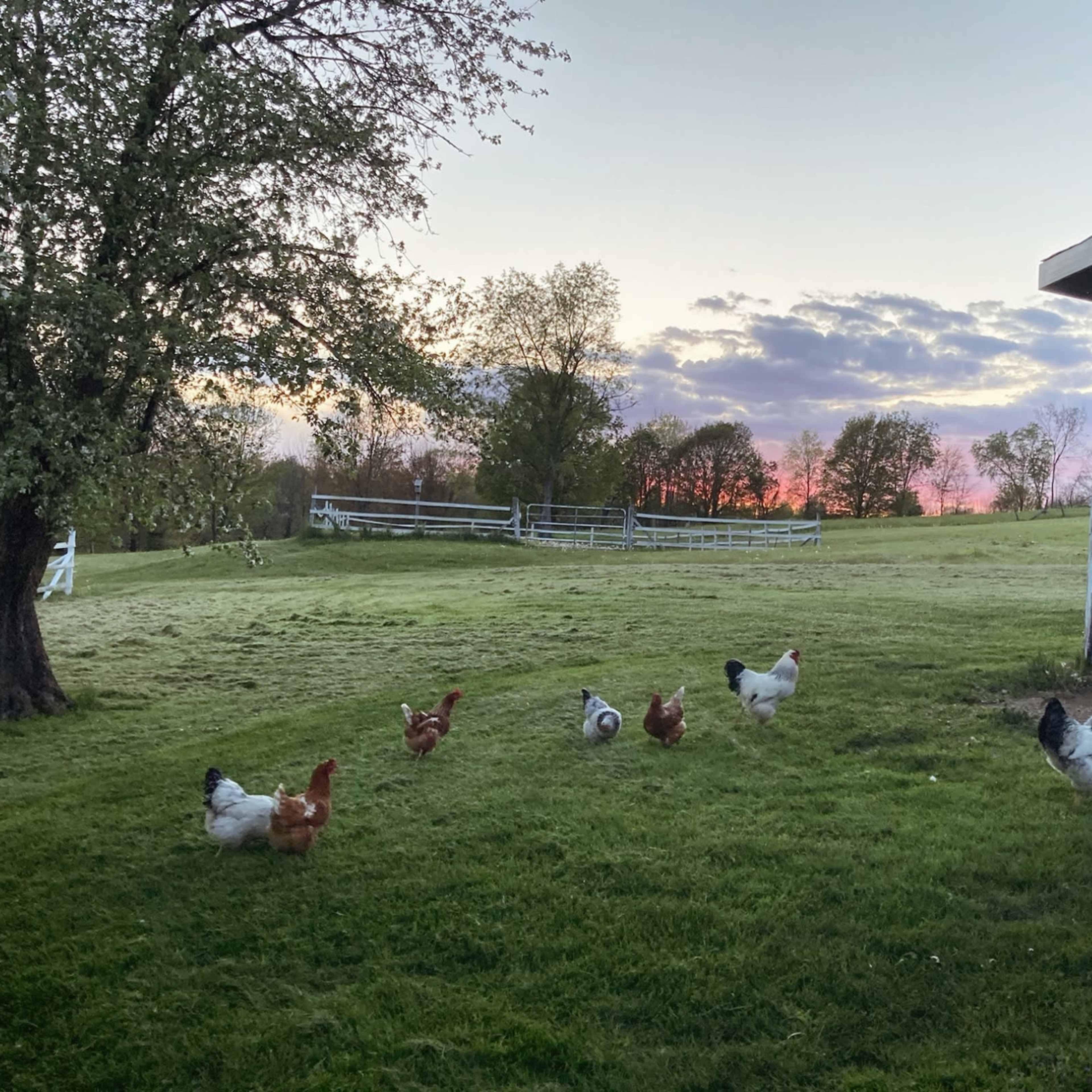 Cody Farms Image in Saratoga Springs, Saratoga Springs, NY