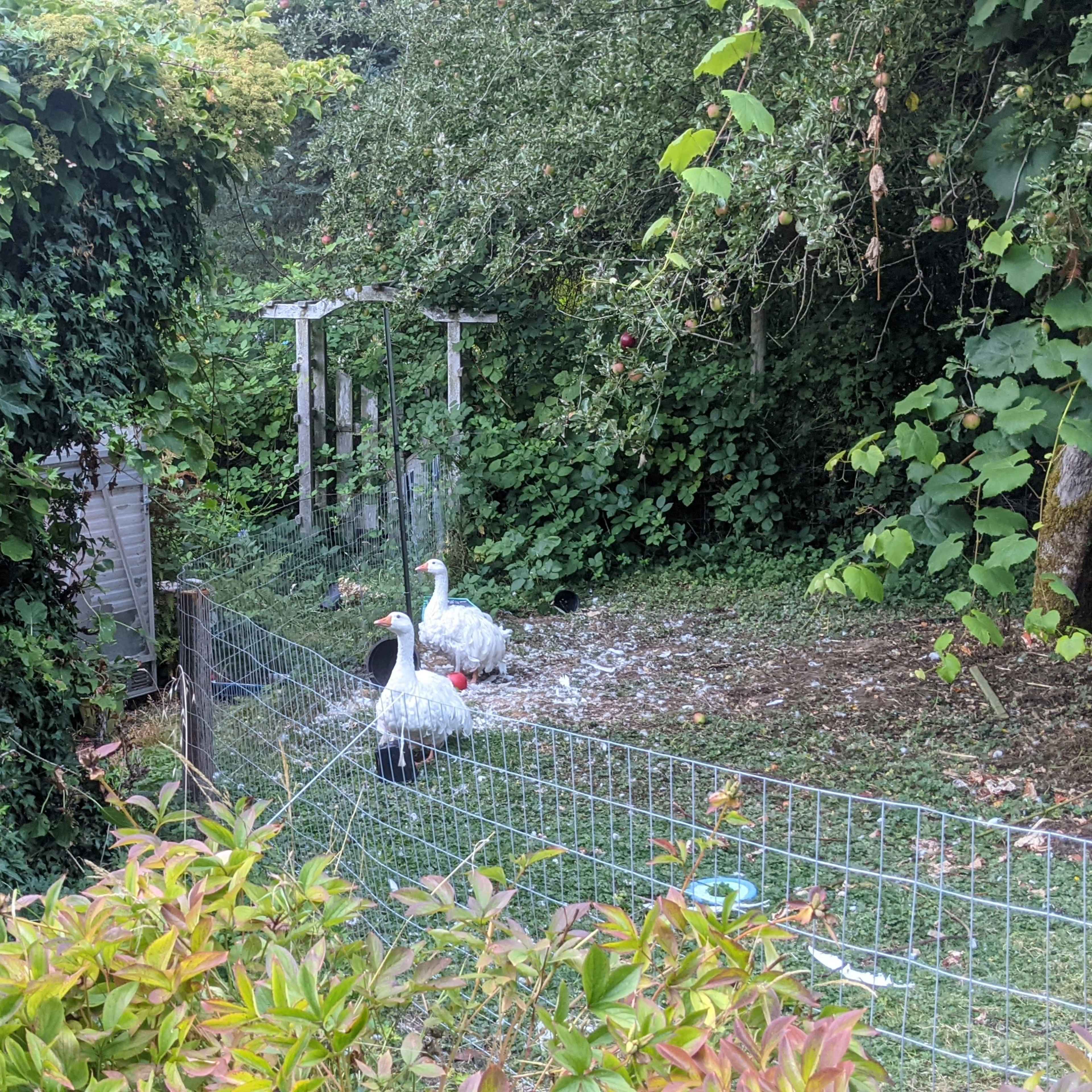 Two geese stand near a fenced area surrounded by dense vegetation and greenery.