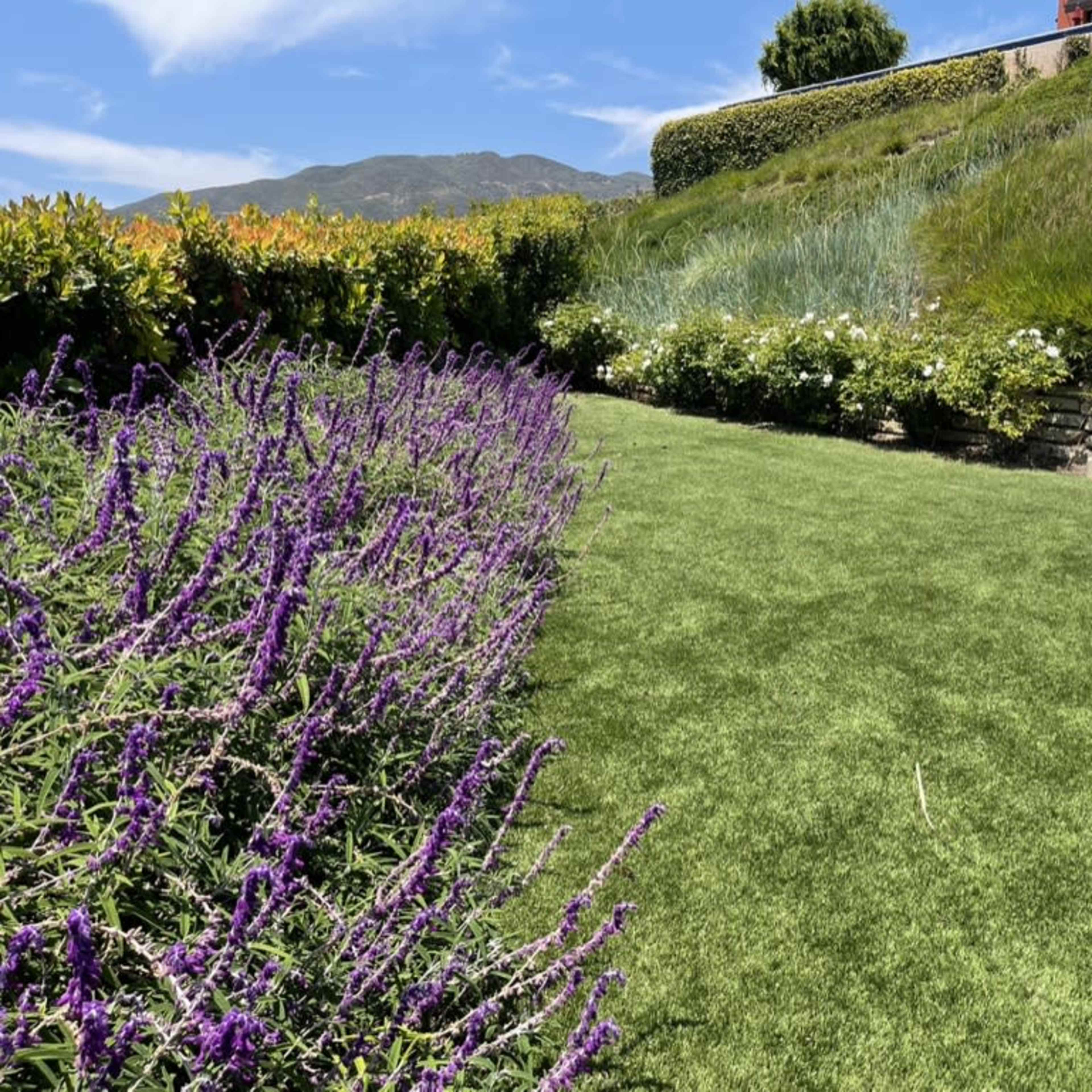 A manicured lawn with purple flowers borders a stone staircase leading up a hillside.