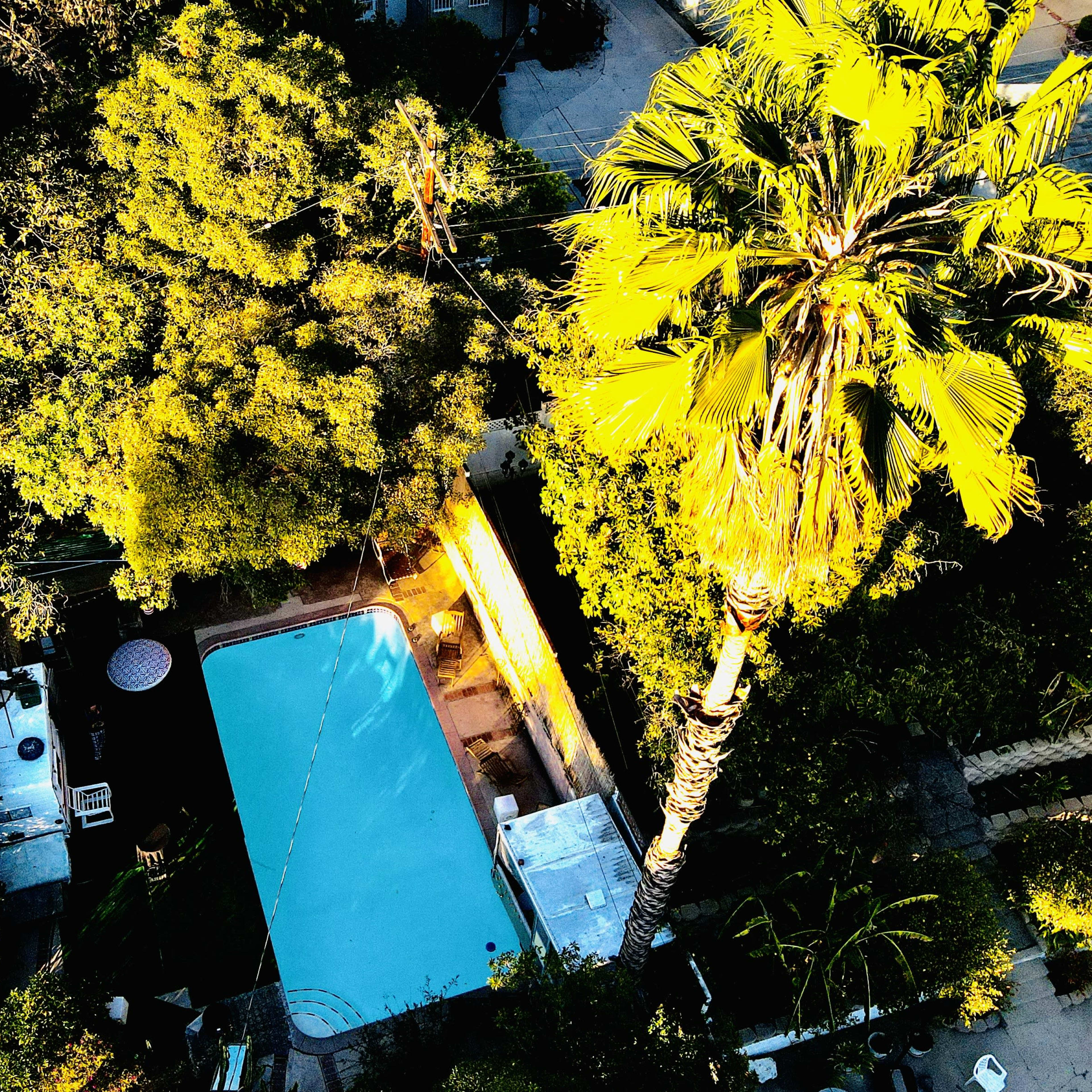 A turquoise swimming pool surrounded by lush greenery and a tall palm tree.