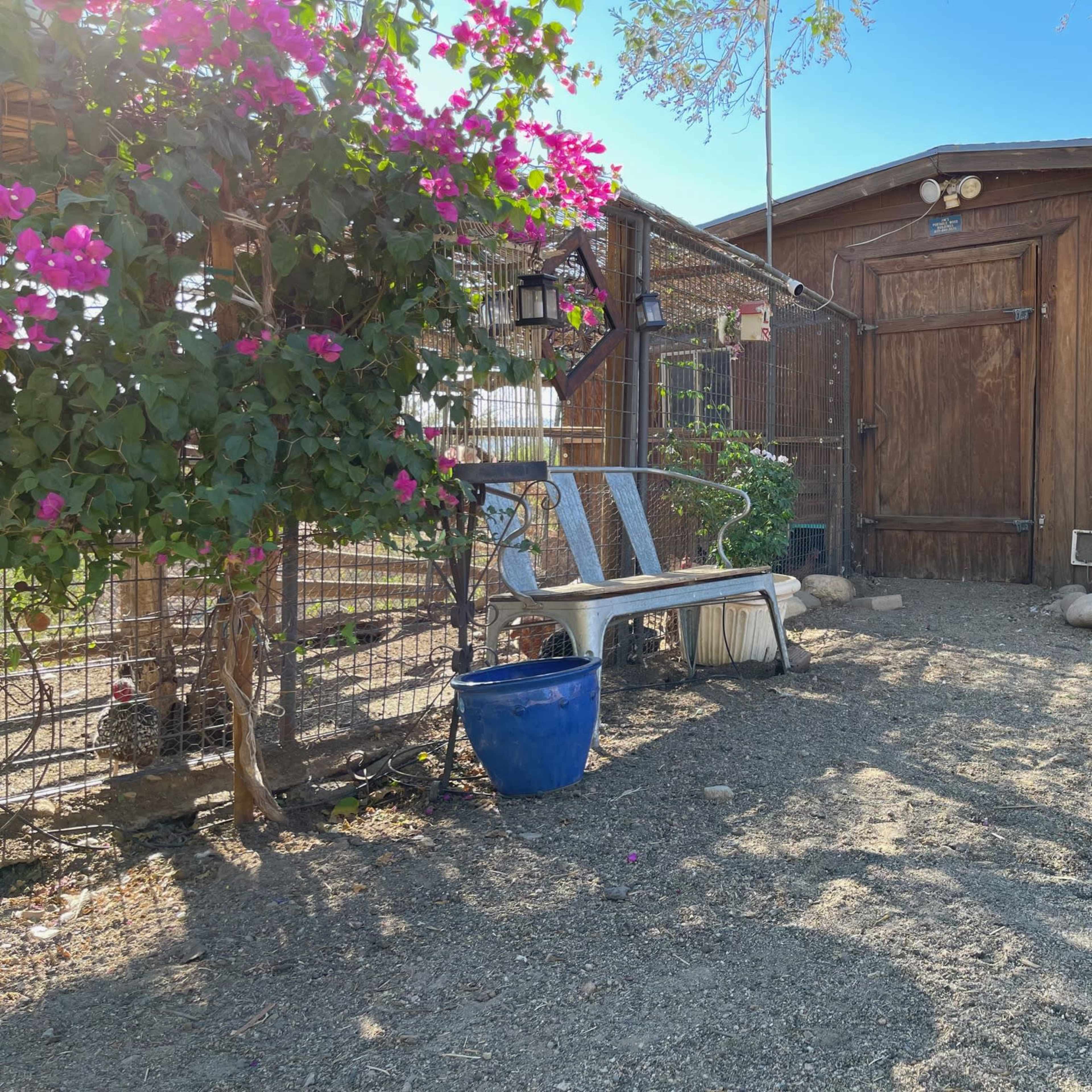 A wooden shed with a door and a large rooster mural is surrounded by a fenced area containing a bench and colorful flowers.