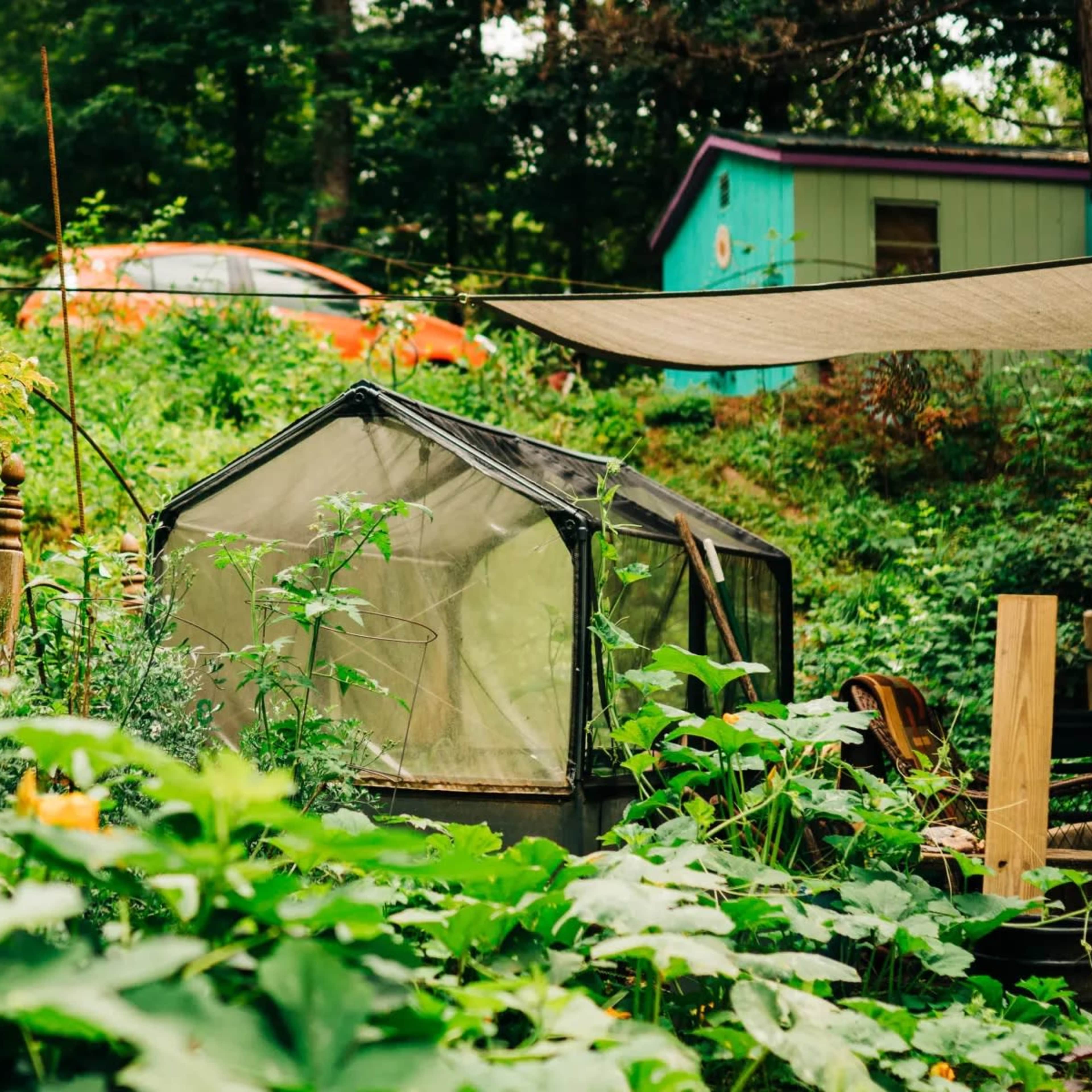 A small greenhouse is surrounded by tall green foliage in a garden with a colorful shed and an orange car partially visible in the background.
