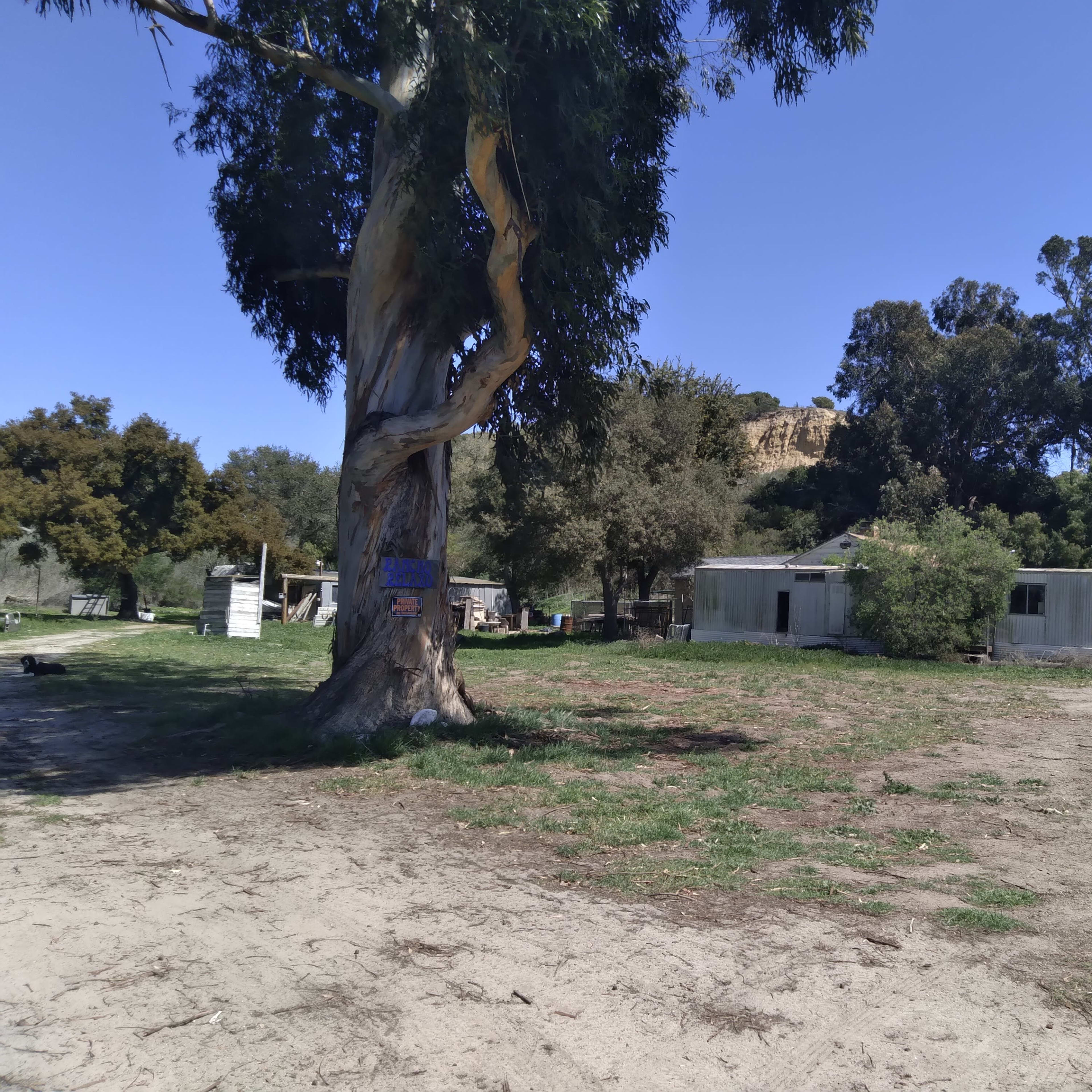 A rural scene featuring a large eucalyptus tree, a few small structures, and a dirt path leading through green grass.