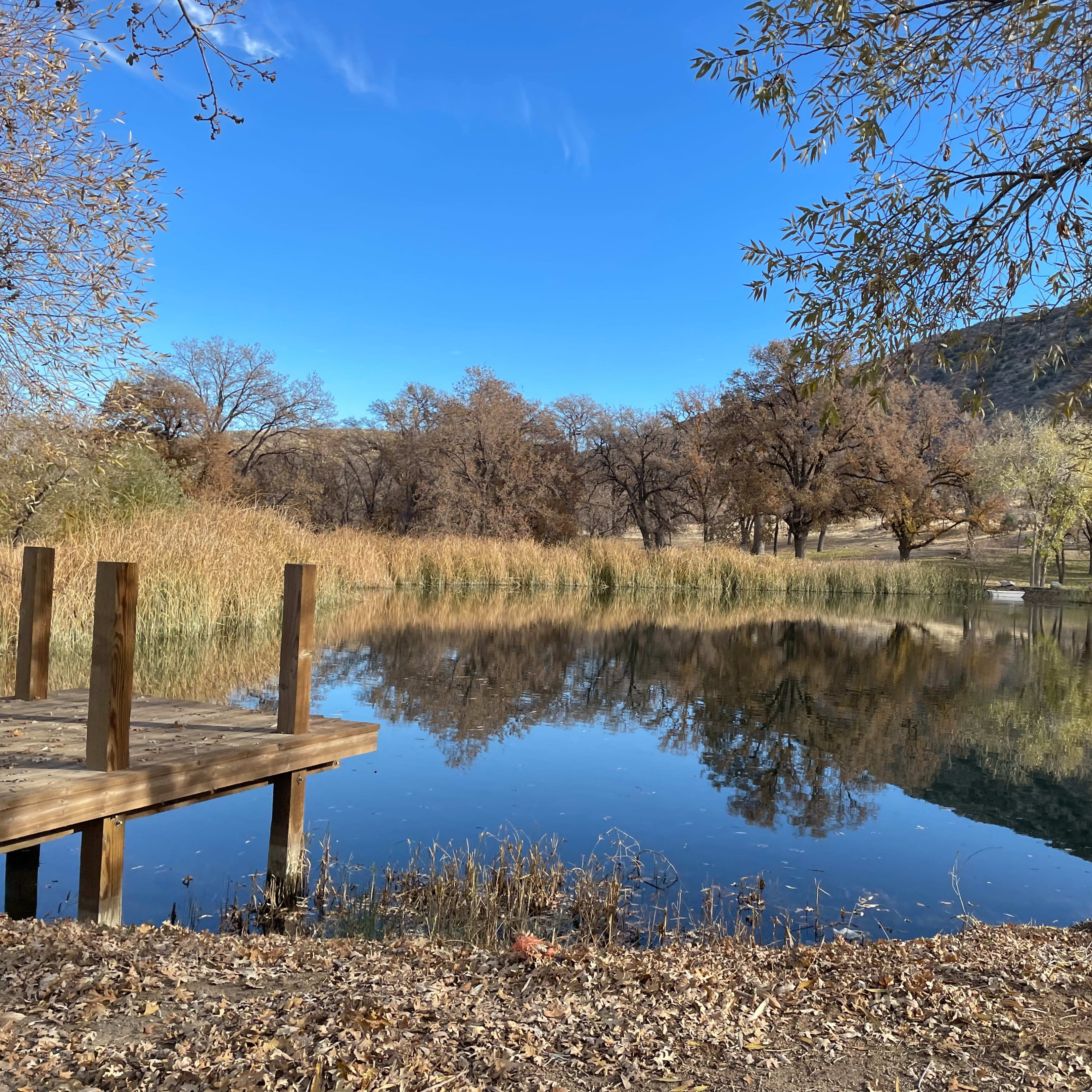 A wooden dock extends over a calm pond surrounded by trees and tall grasses, reflecting the landscape in the water.