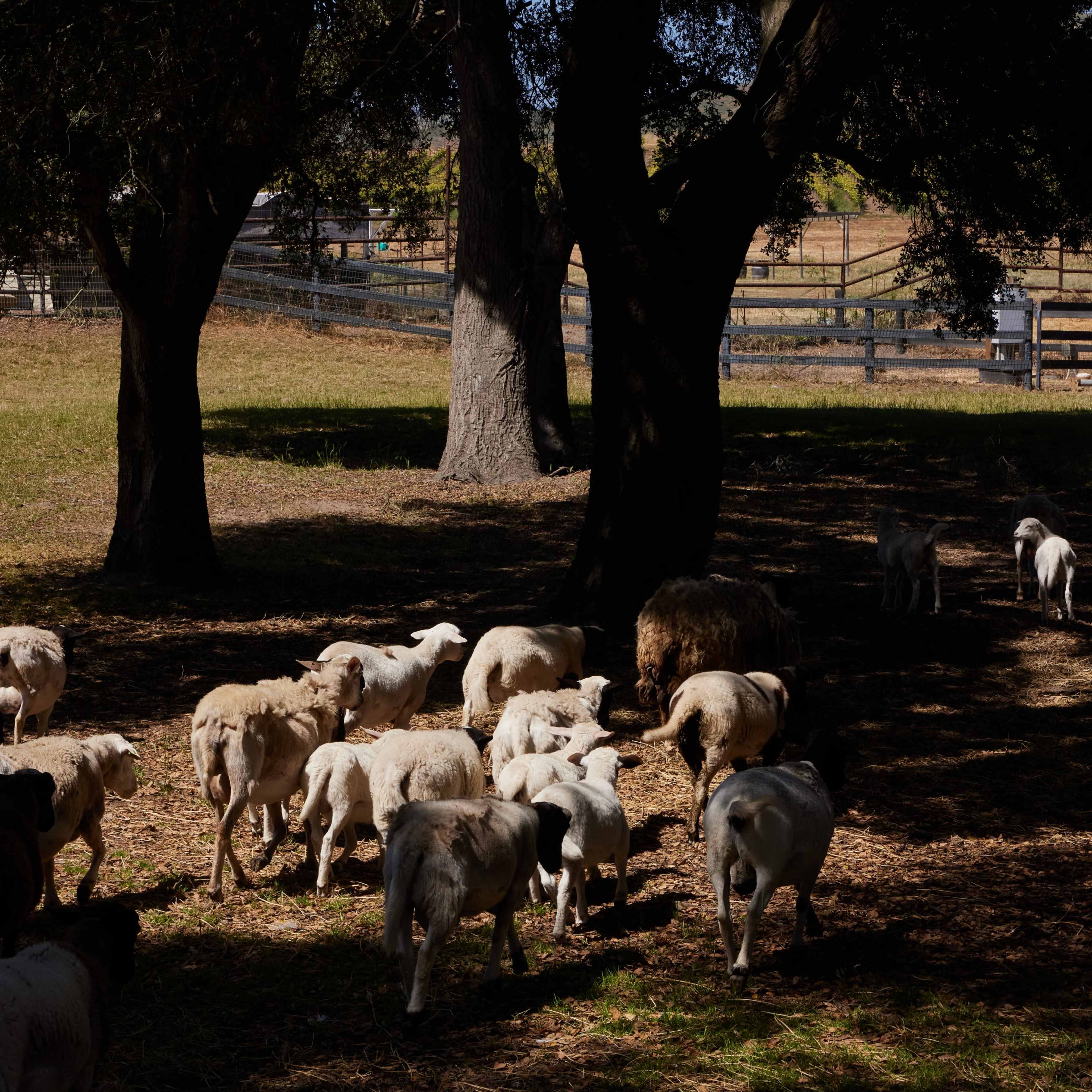 100-Acre Vineyard with Rustic Ranch Backdrops Image in , Lompoc, CA