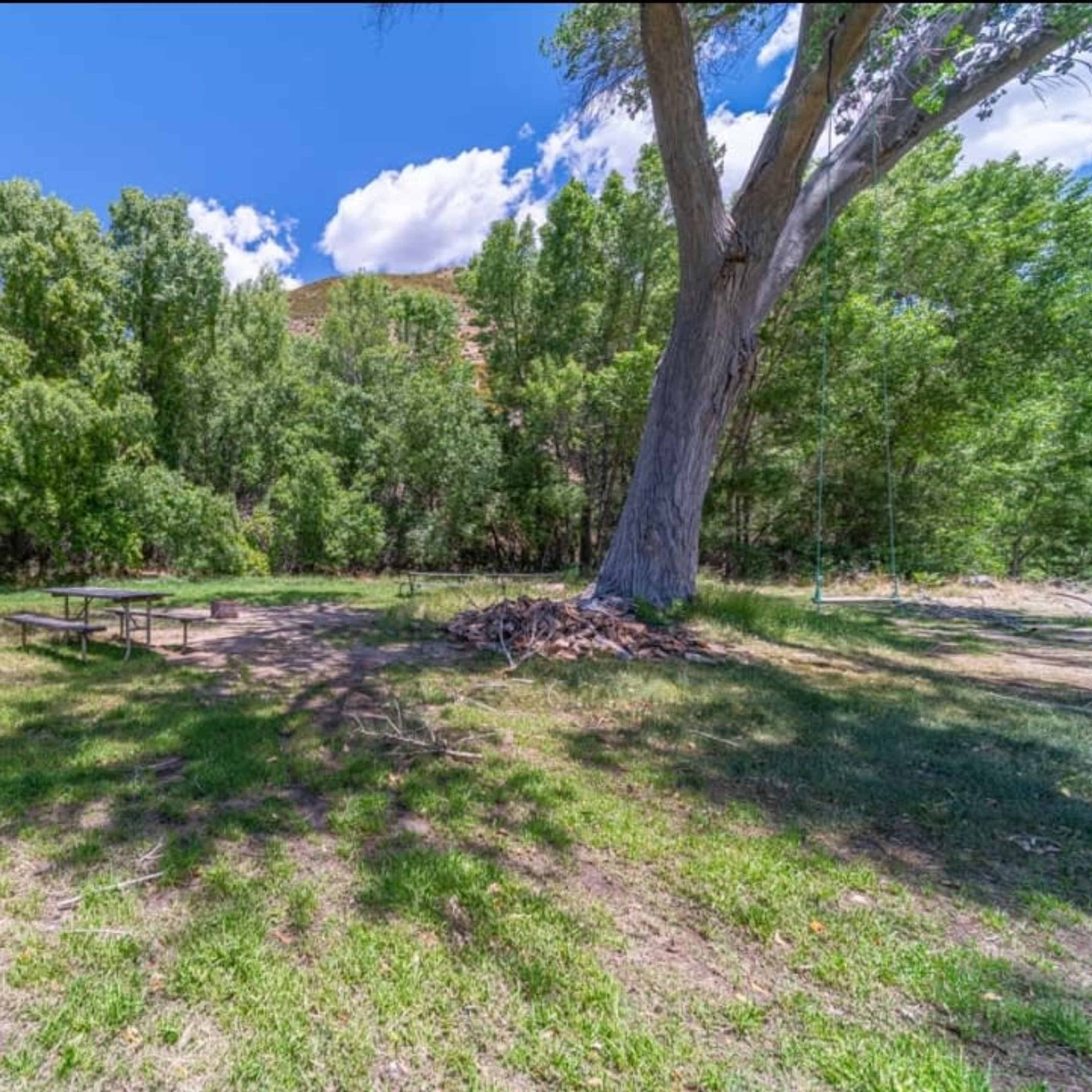 A grassy outdoor area with a picnic table and a large tree, surrounded by dense foliage and under a partly cloudy sky.