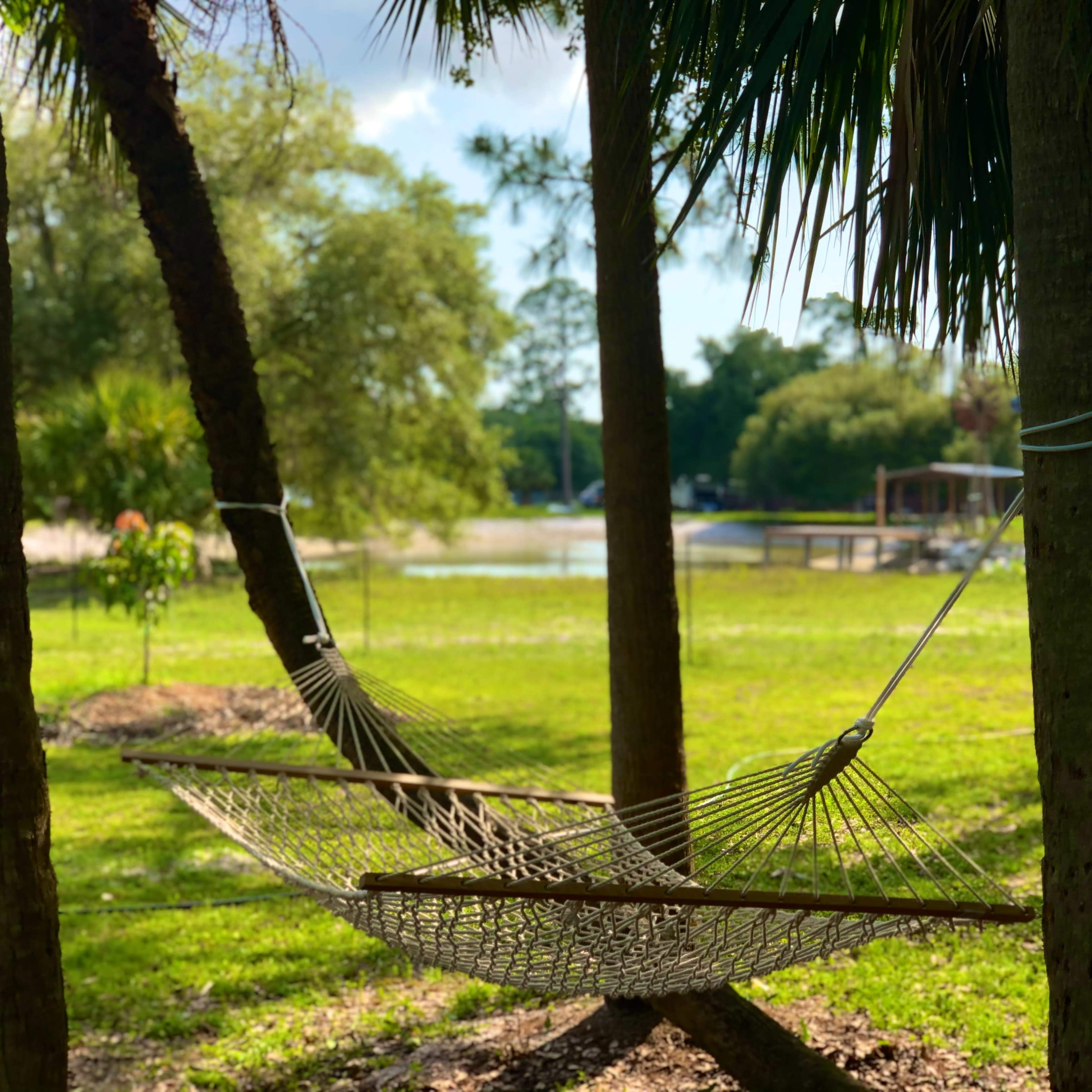 A hammock is strung between two trees in a grassy area near a pond.