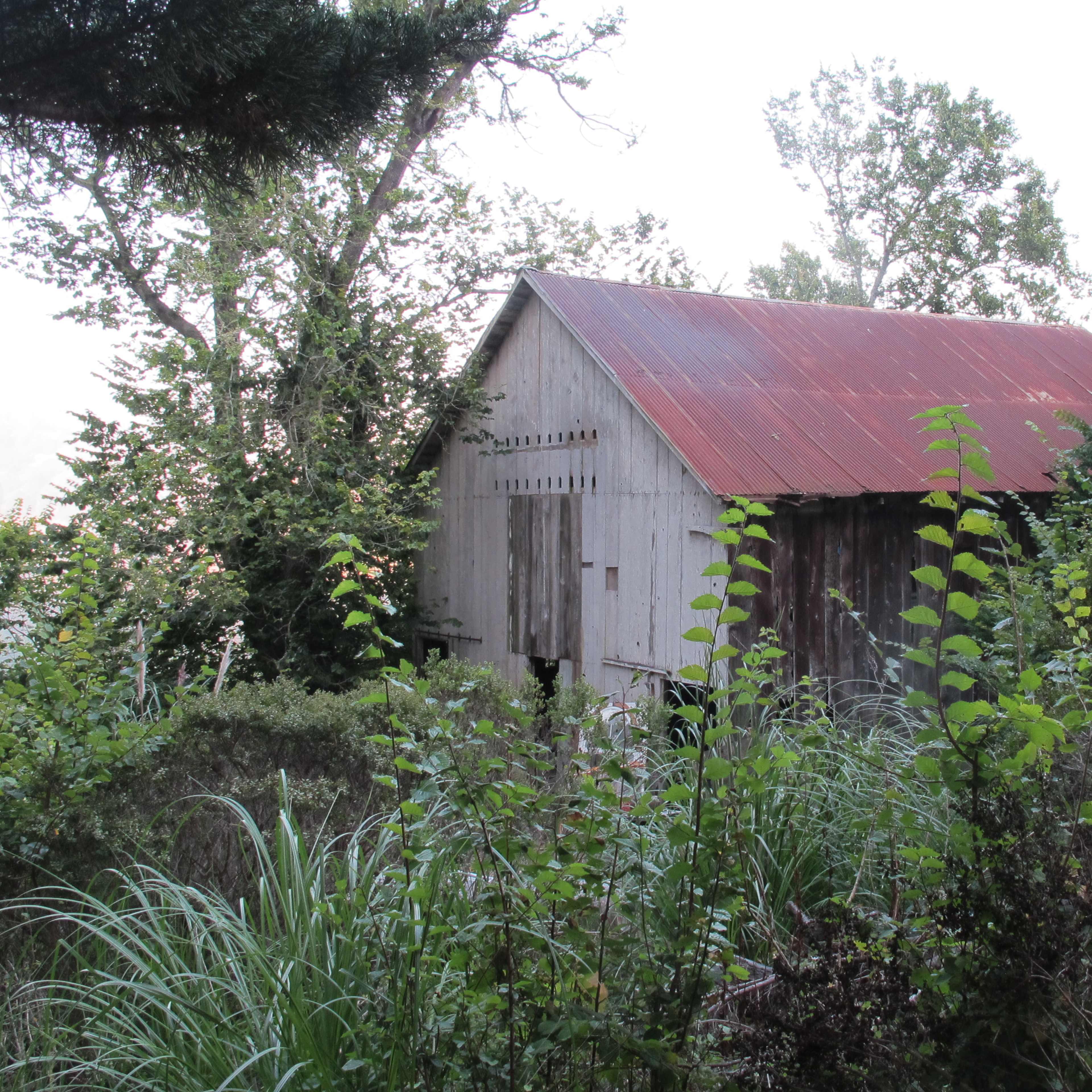A weathered barn with a red roof stands amidst tall grass and shrubs.