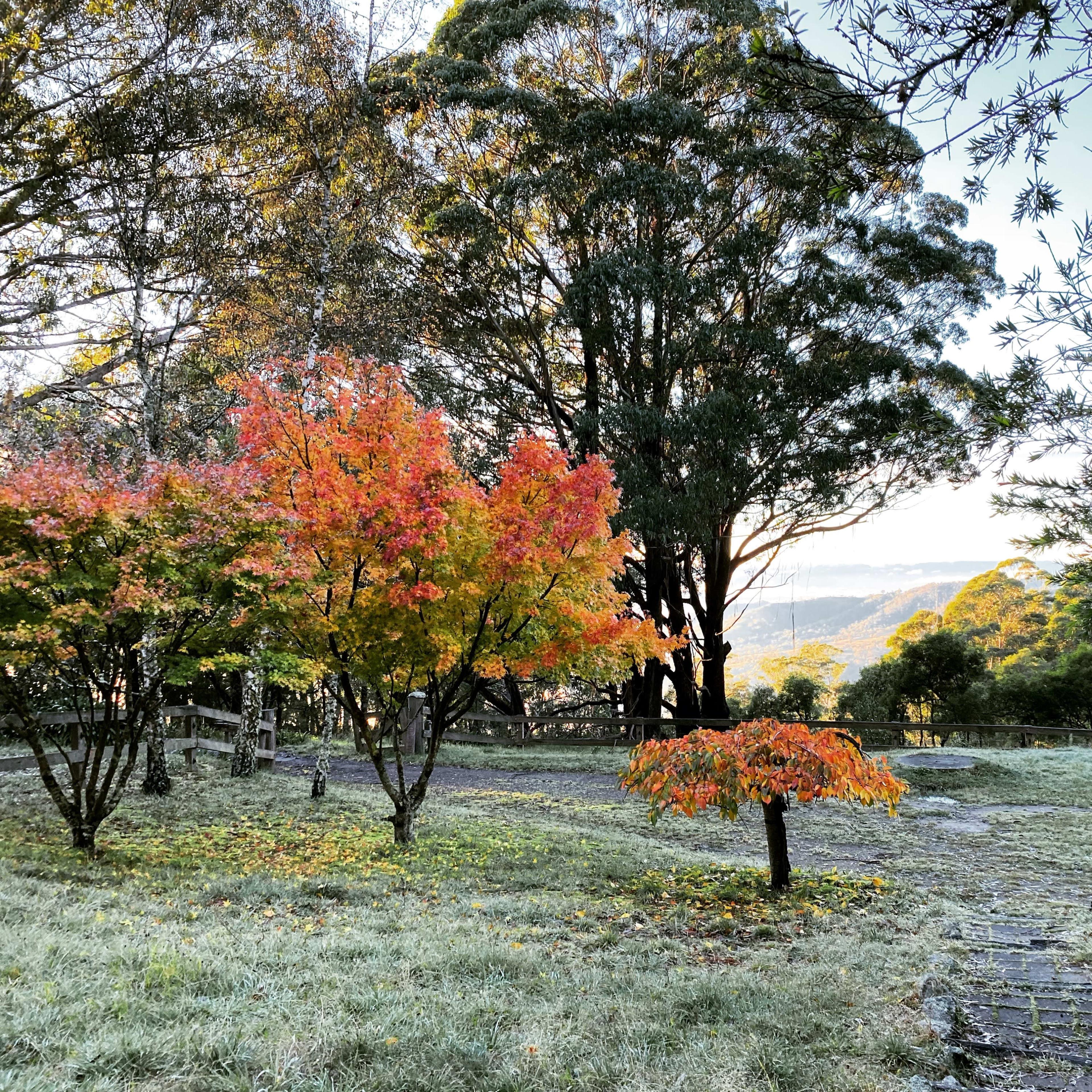 A peaceful landscape with trees displaying autumn colors, set against a backdrop of mountains and a clear sky.