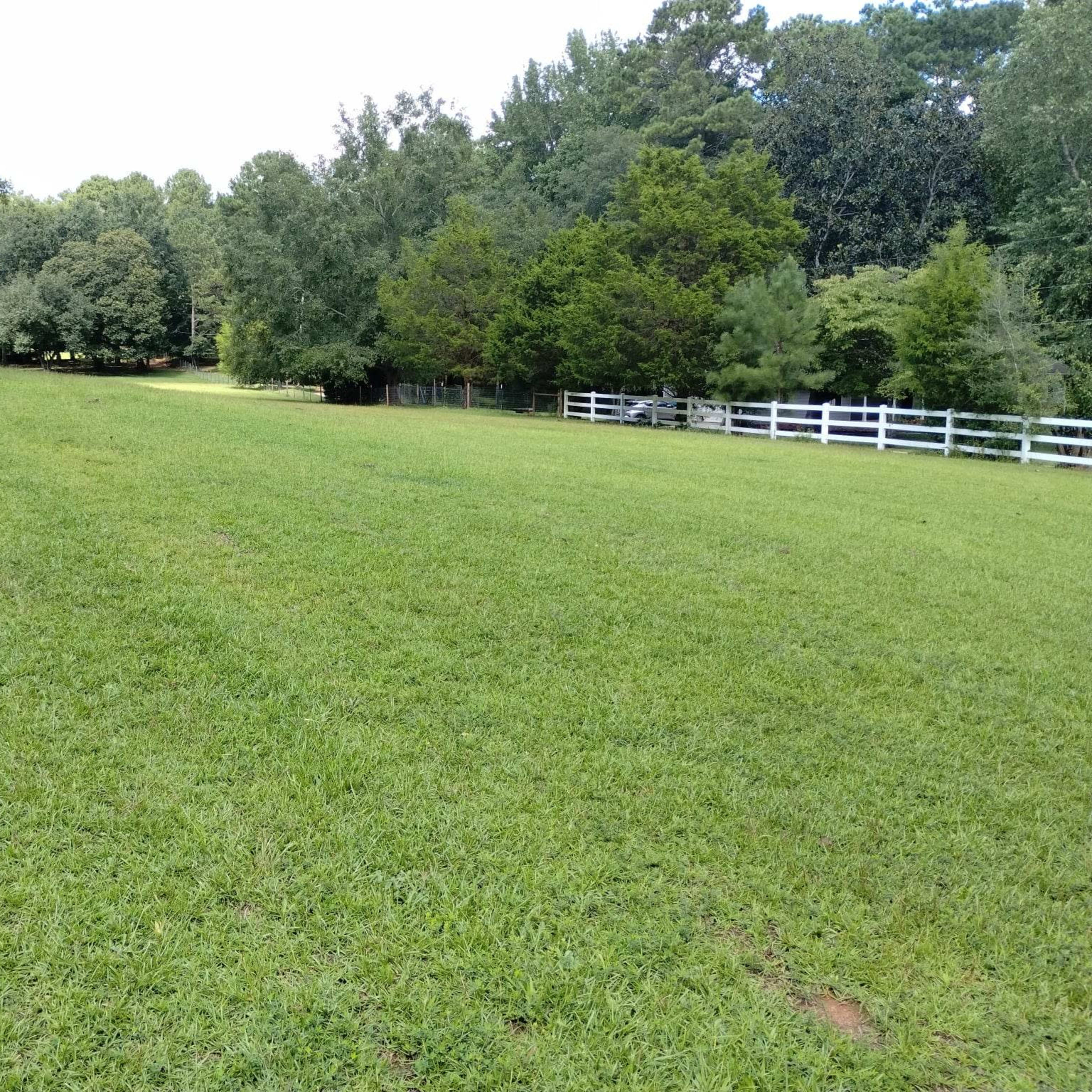 A green, open field with a fence line and a row of trees in the background.