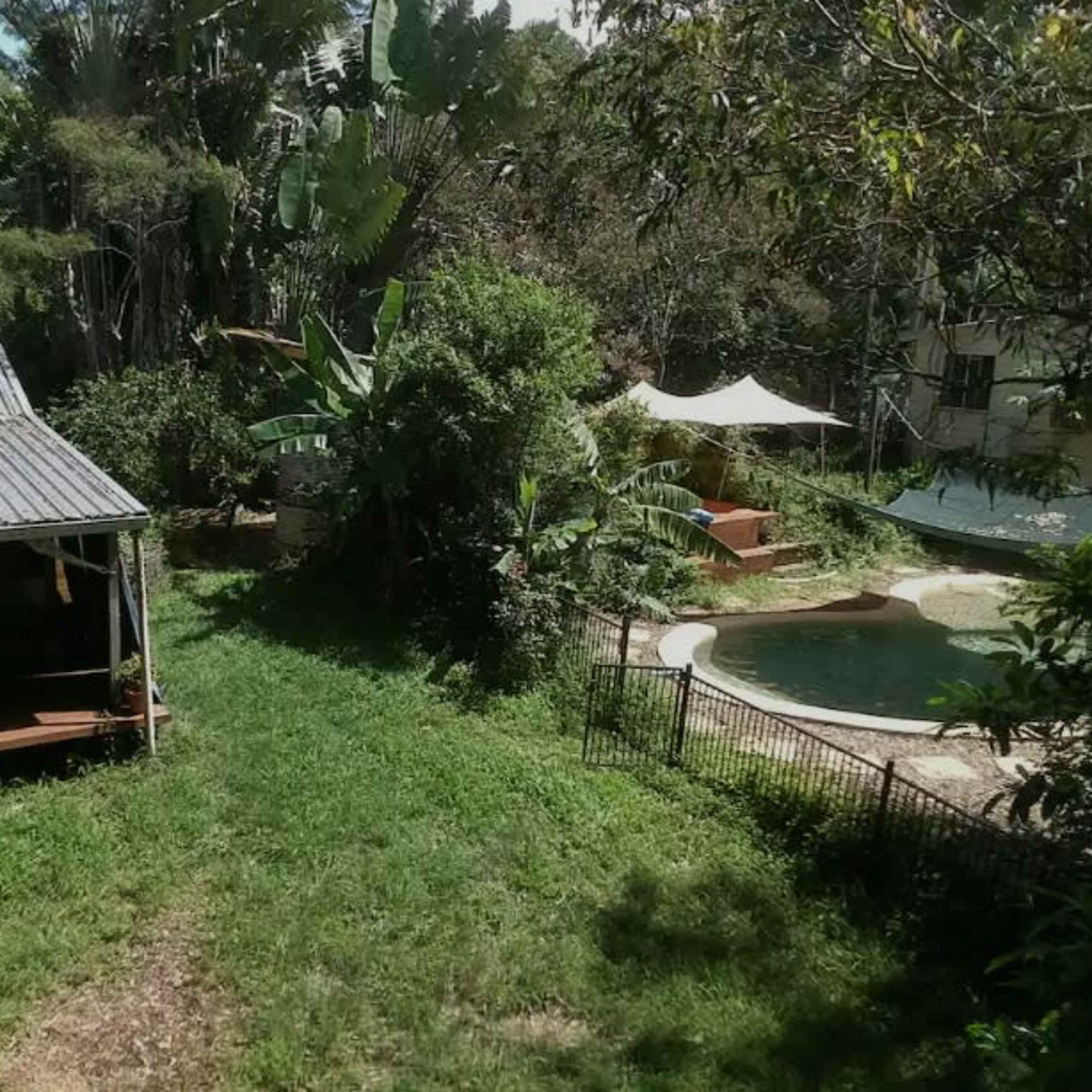 A grassy backyard with a pool, surrounded by dense vegetation and a shed with a metal roof.
