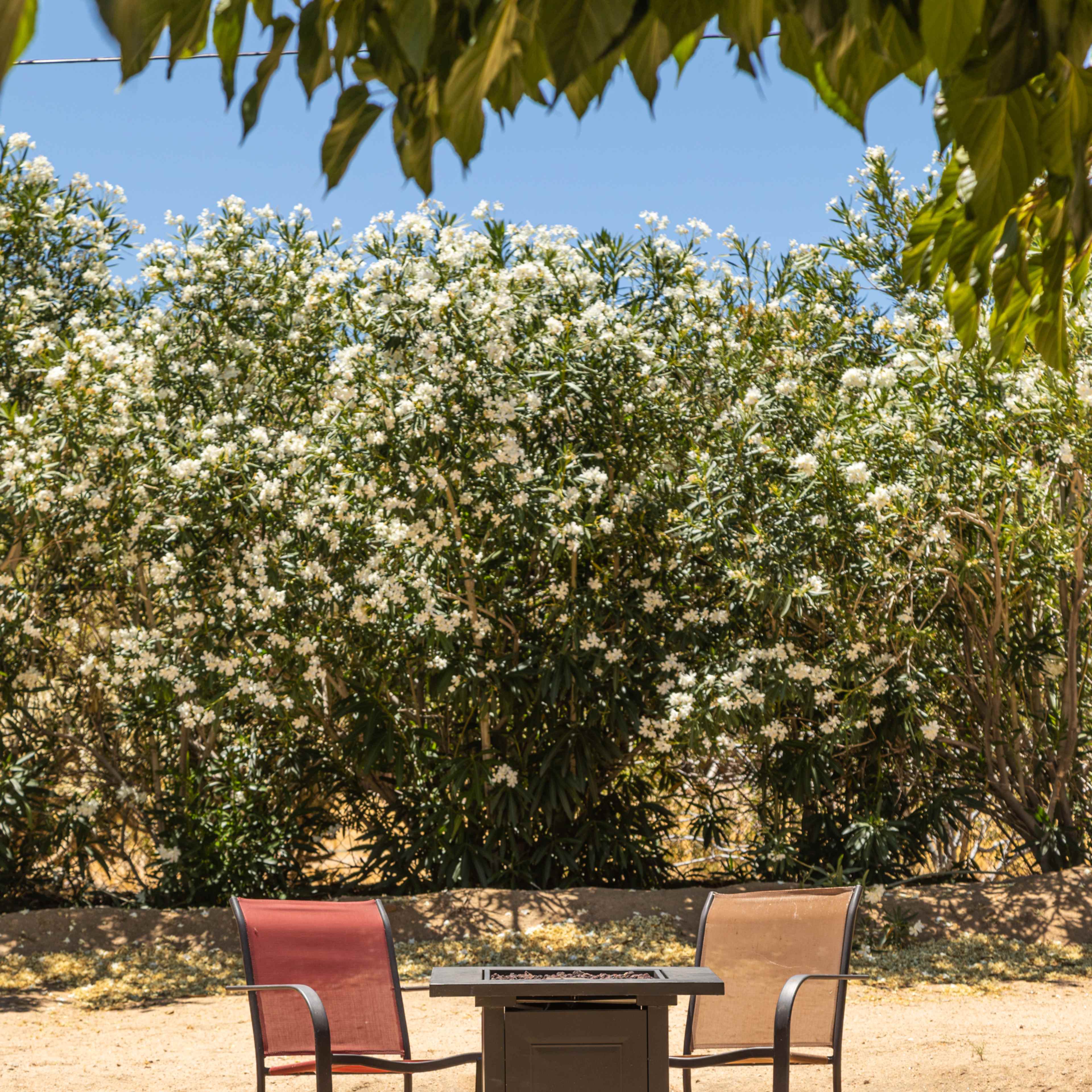 A small table is surrounded by two chairs on a sandy area, with flowering shrubs in the background.