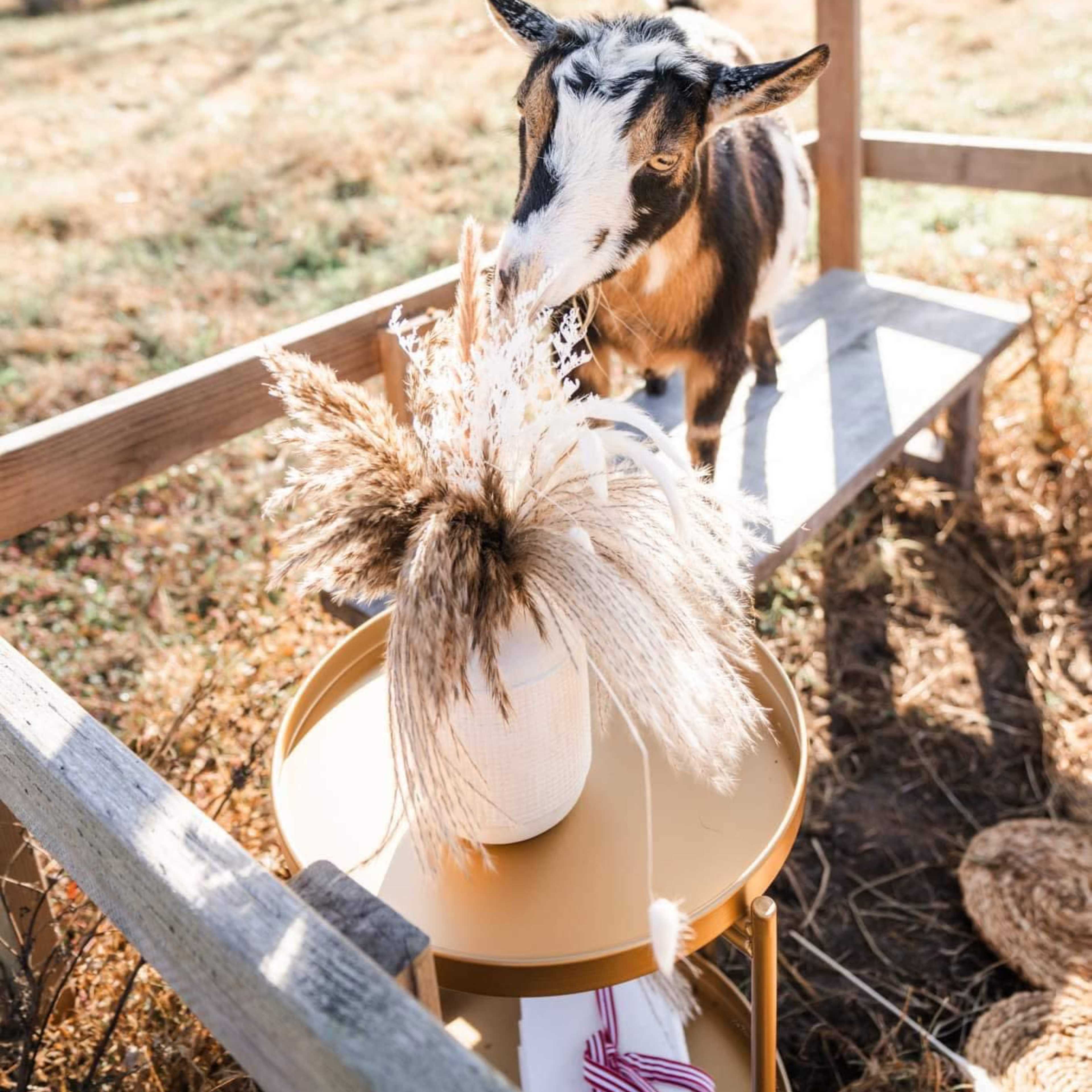 Working Farm with Goats Image in , Gloucester County, VA