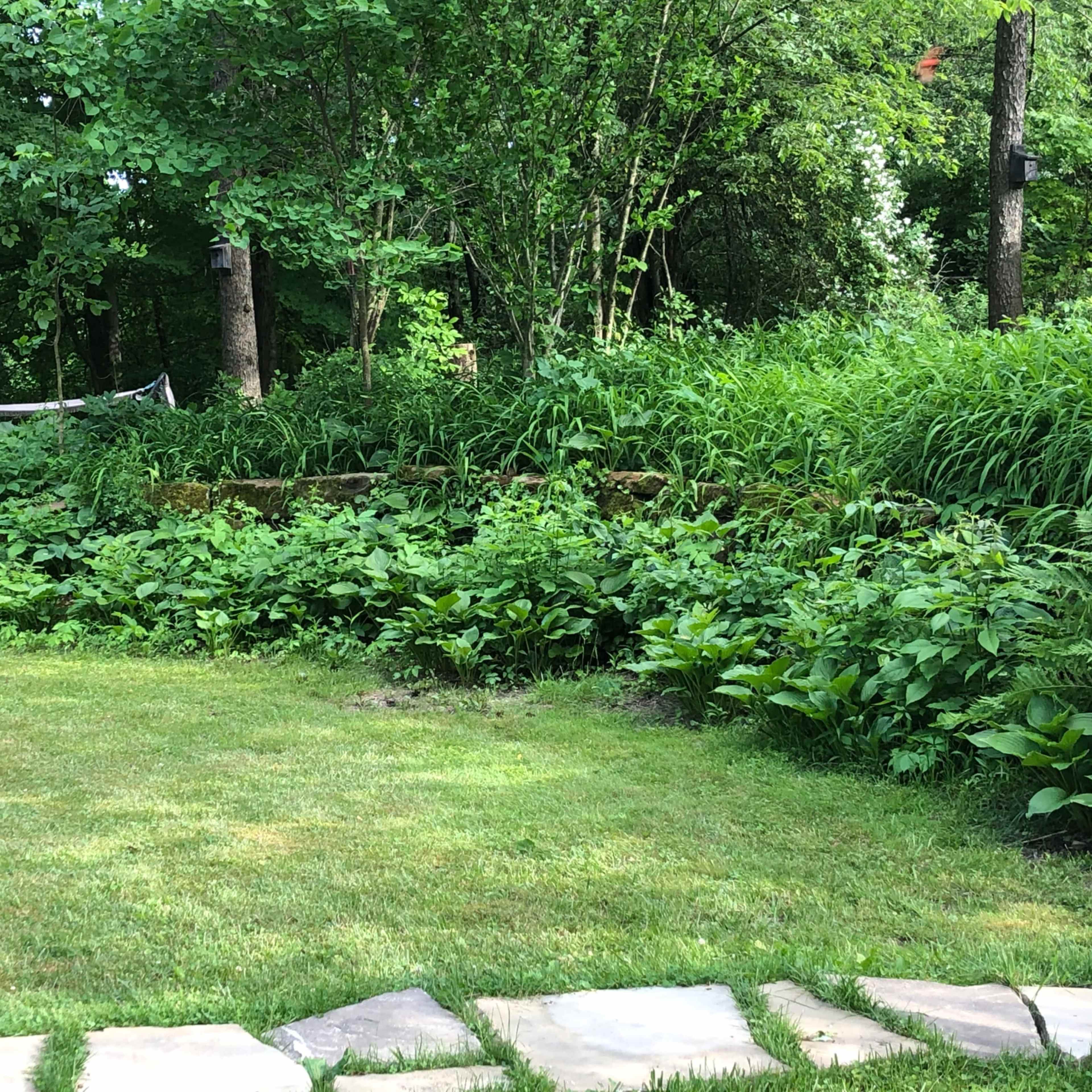 A green lawn with stone pavers leads to a lush, overgrown garden with tall grass and a view of a hammock in the background.