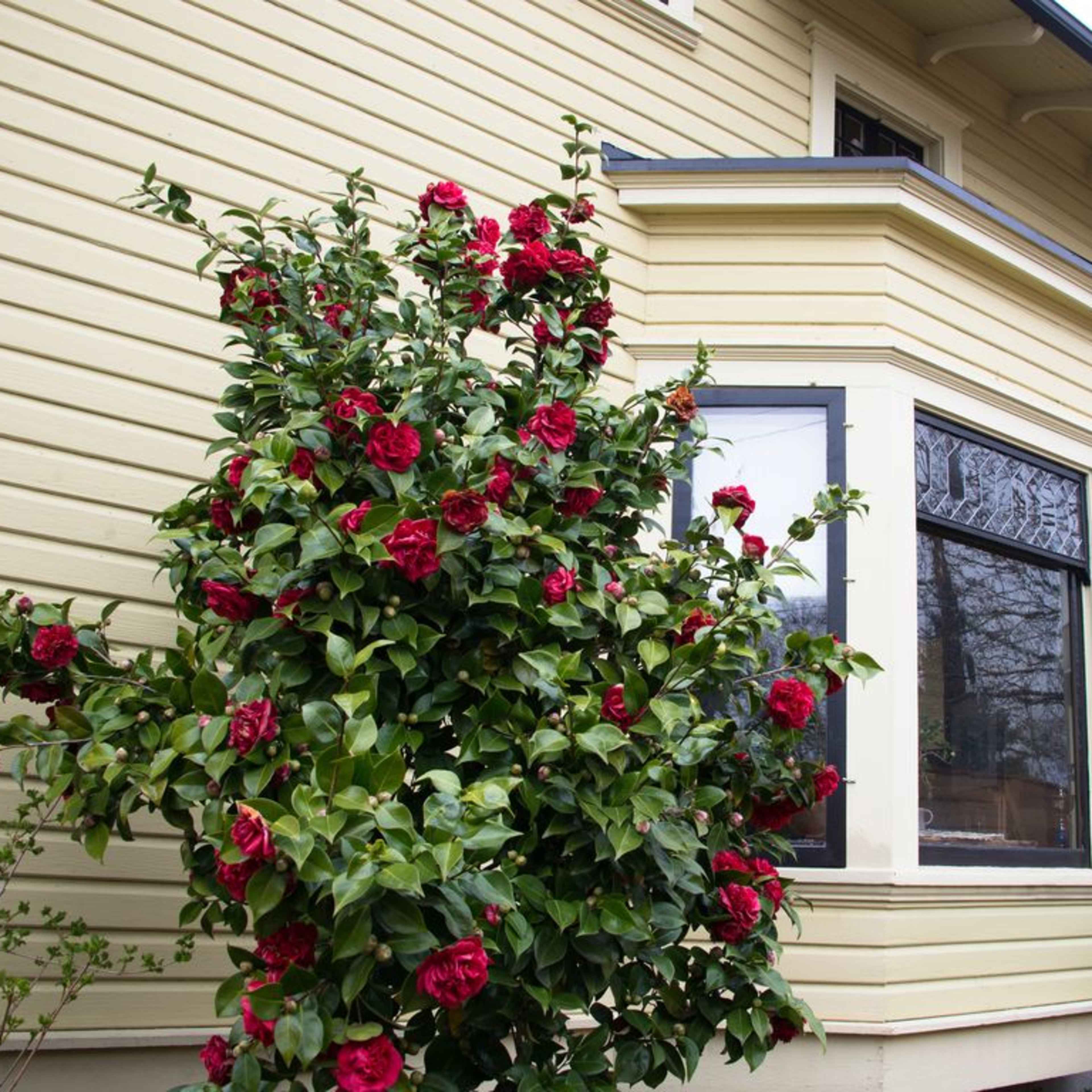A bright yellow house with a flowering bush of red camellias near a large window.