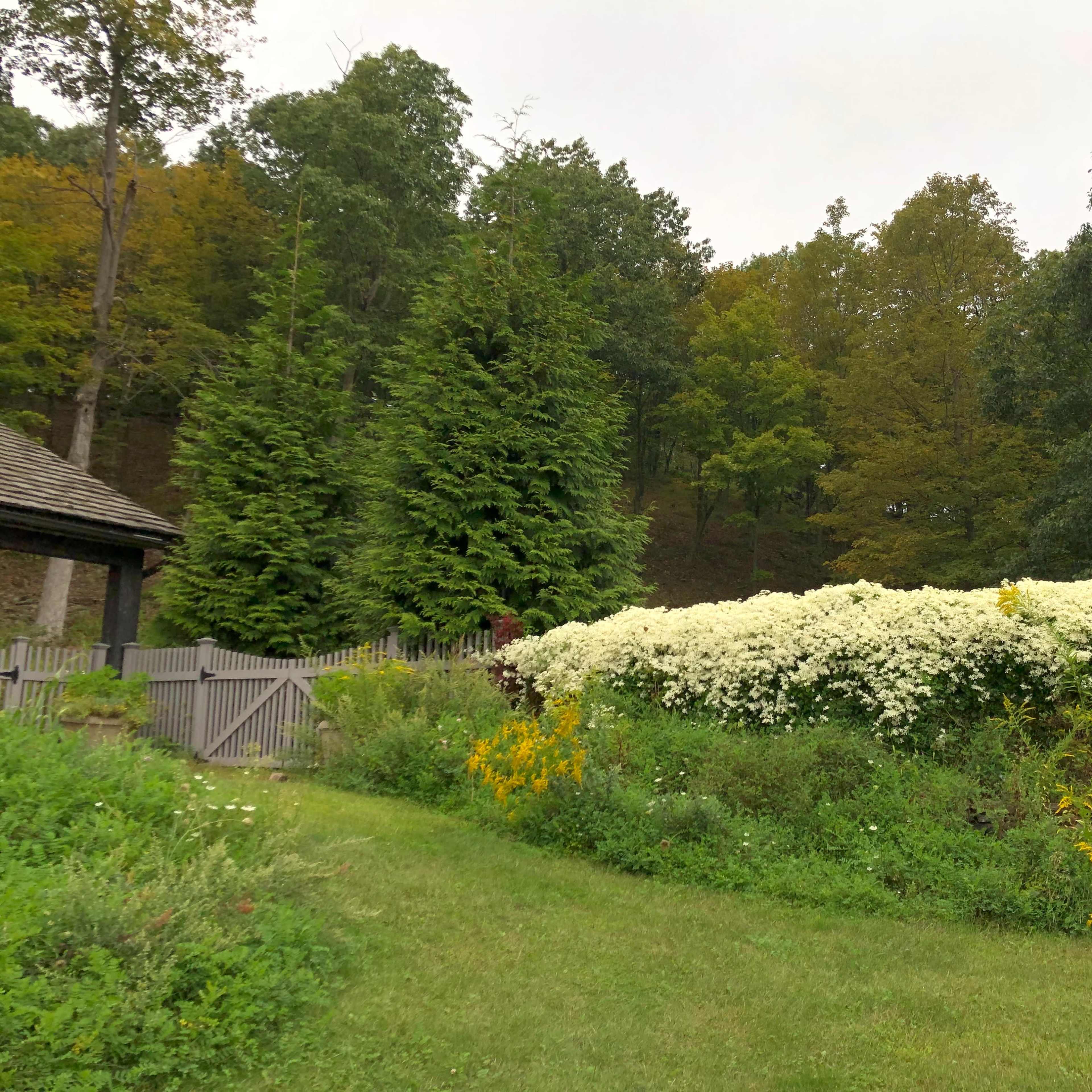 A dense patch of white flowers grows on a grassy mound surrounded by trees and a wooden fence.
