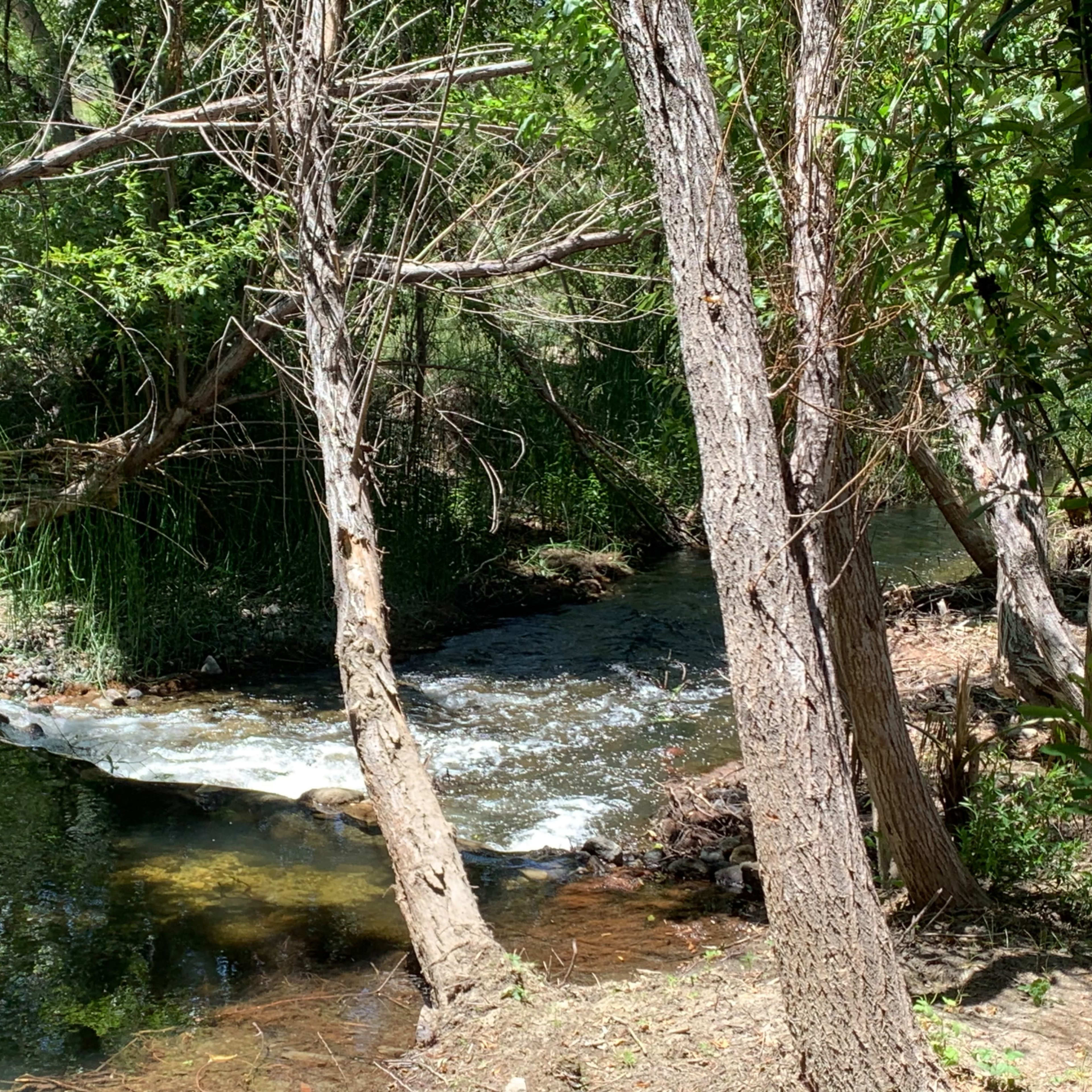 A small stream flows through a wooded area, with sunlight filtering through the trees and reflecting off the water.