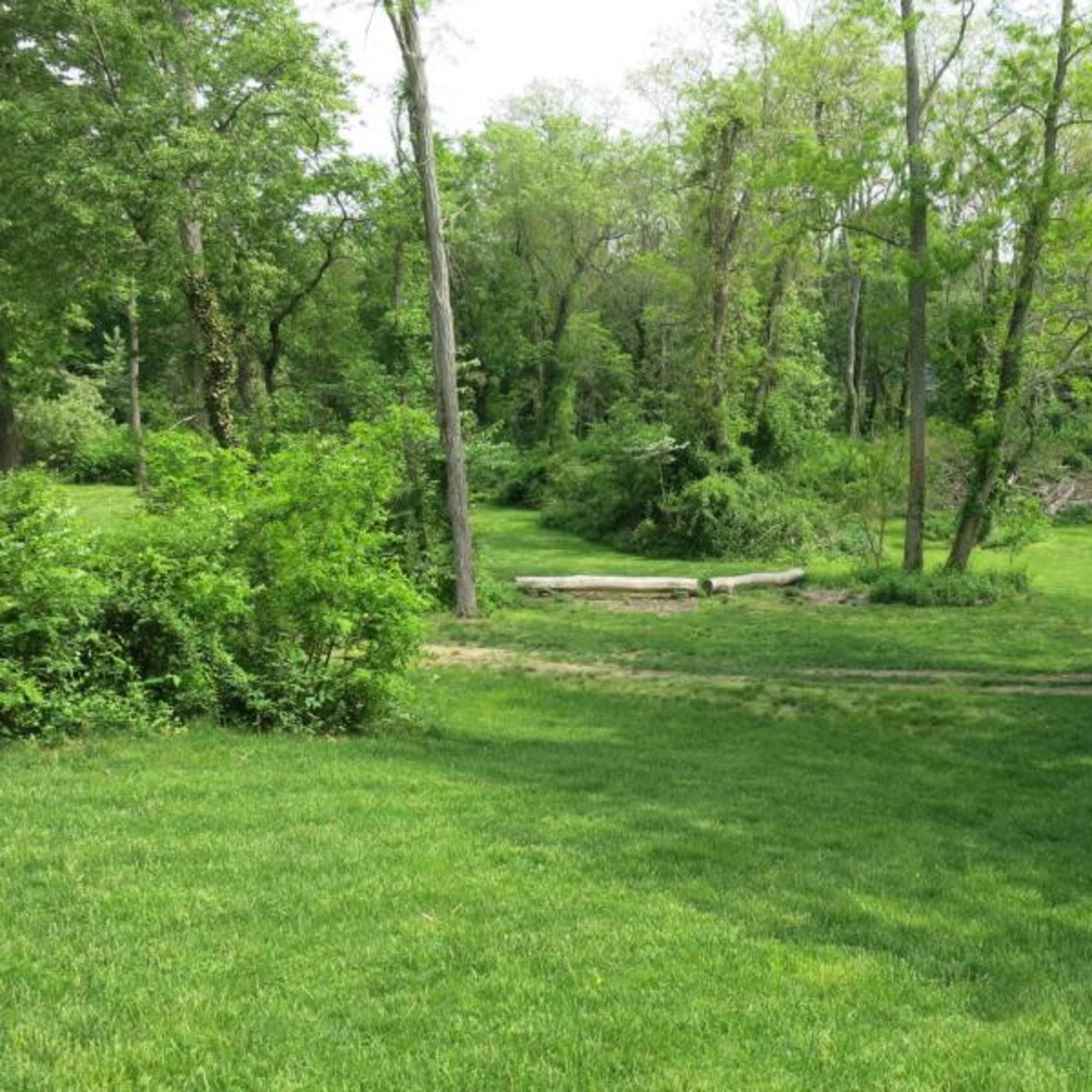 A grassy area bordered by trees, leading to a small clearing with some fallen logs and brush.
