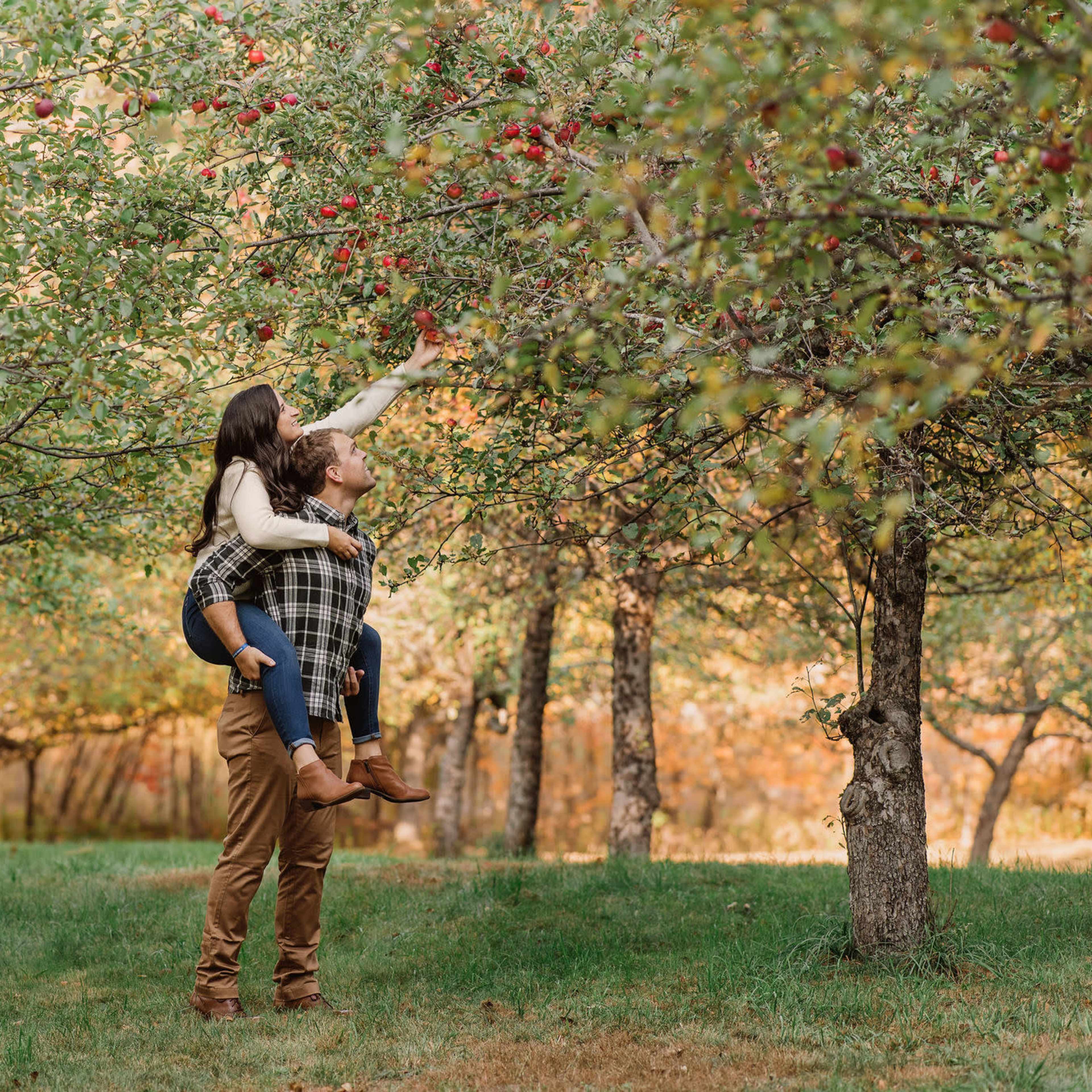A man lifts a woman on his shoulders as she reaches for apples on a tree in an orchard.