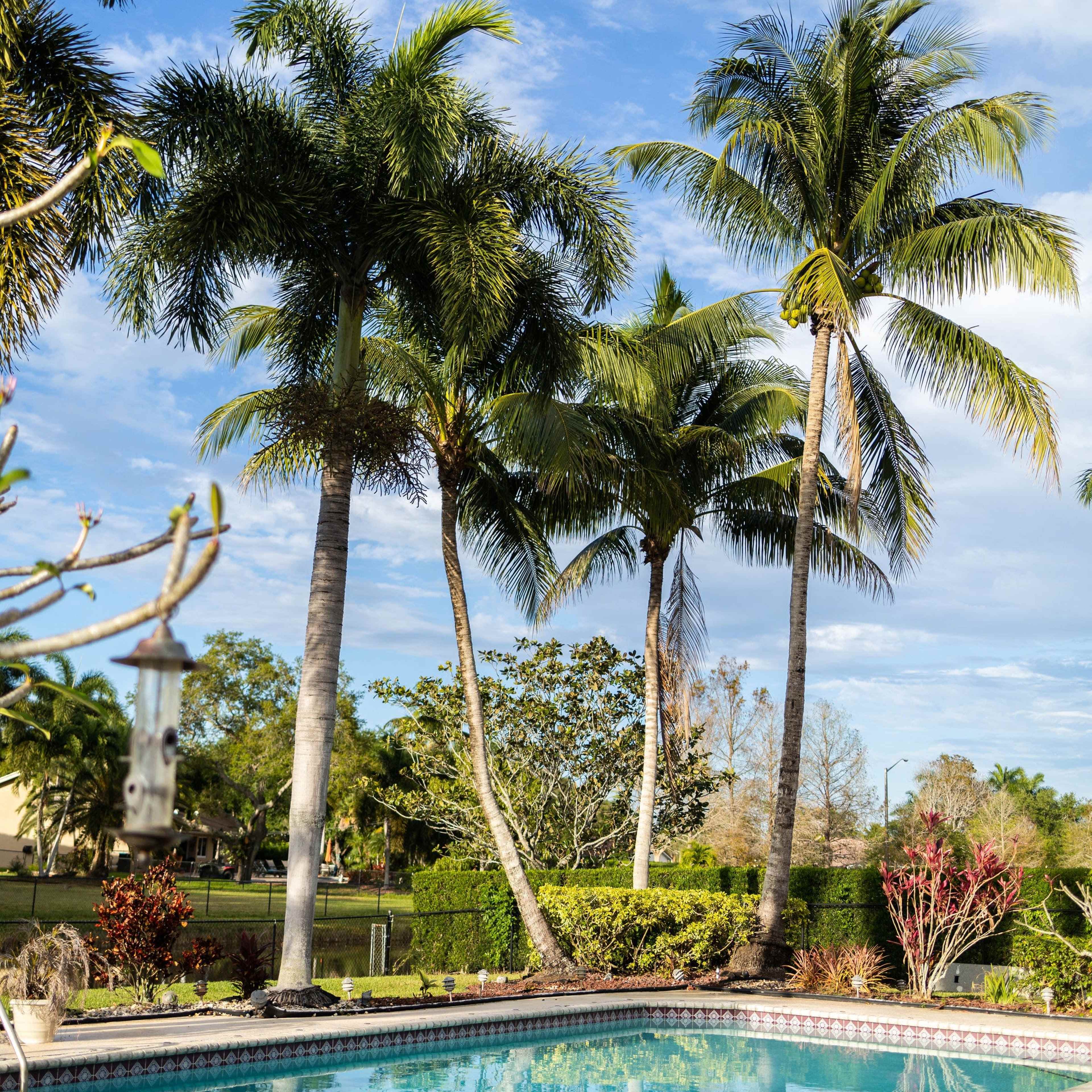 A swimming pool surrounded by palm trees under a partly cloudy sky.