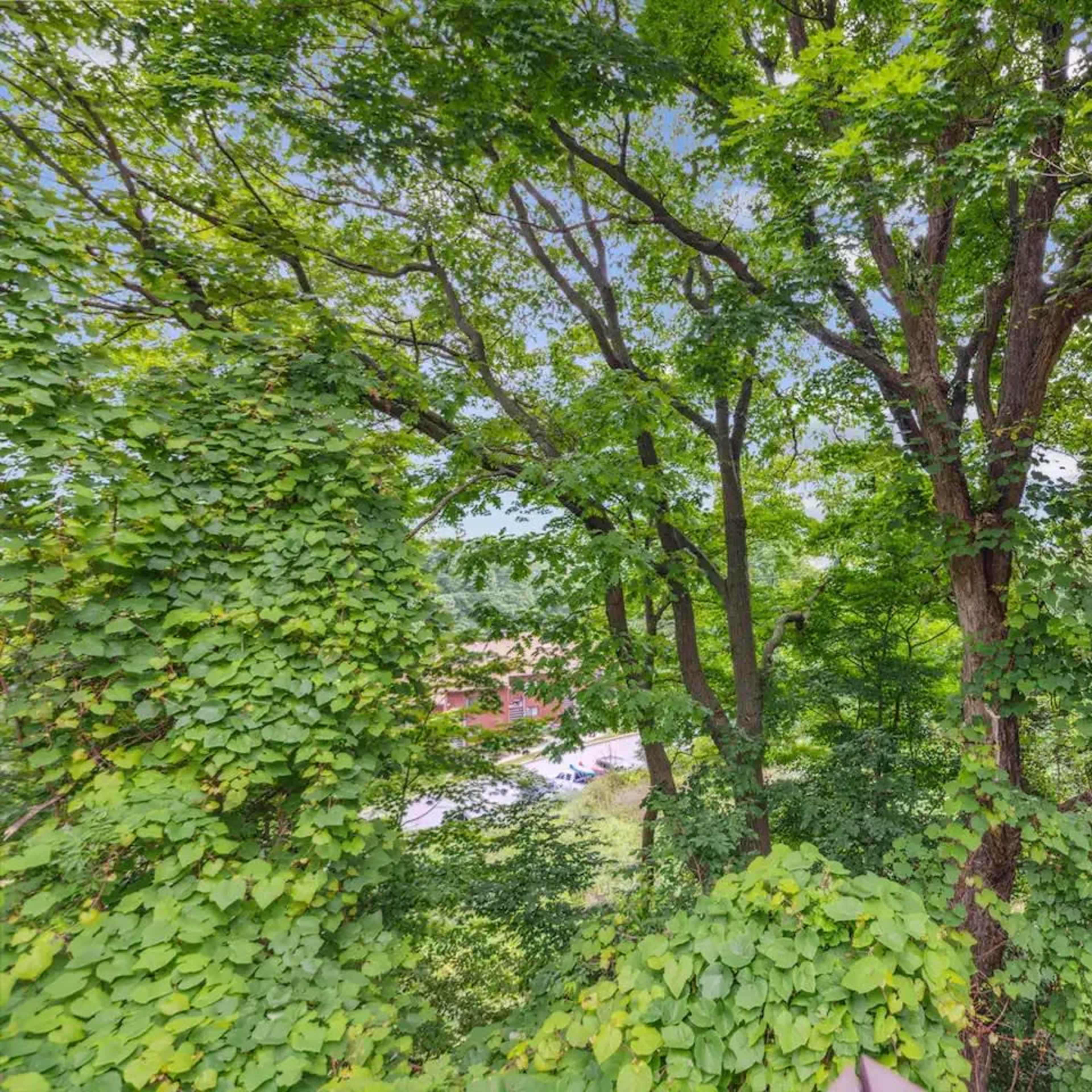 A dense canopy of green trees and foliage with a glimpse of cars in a parking area below.