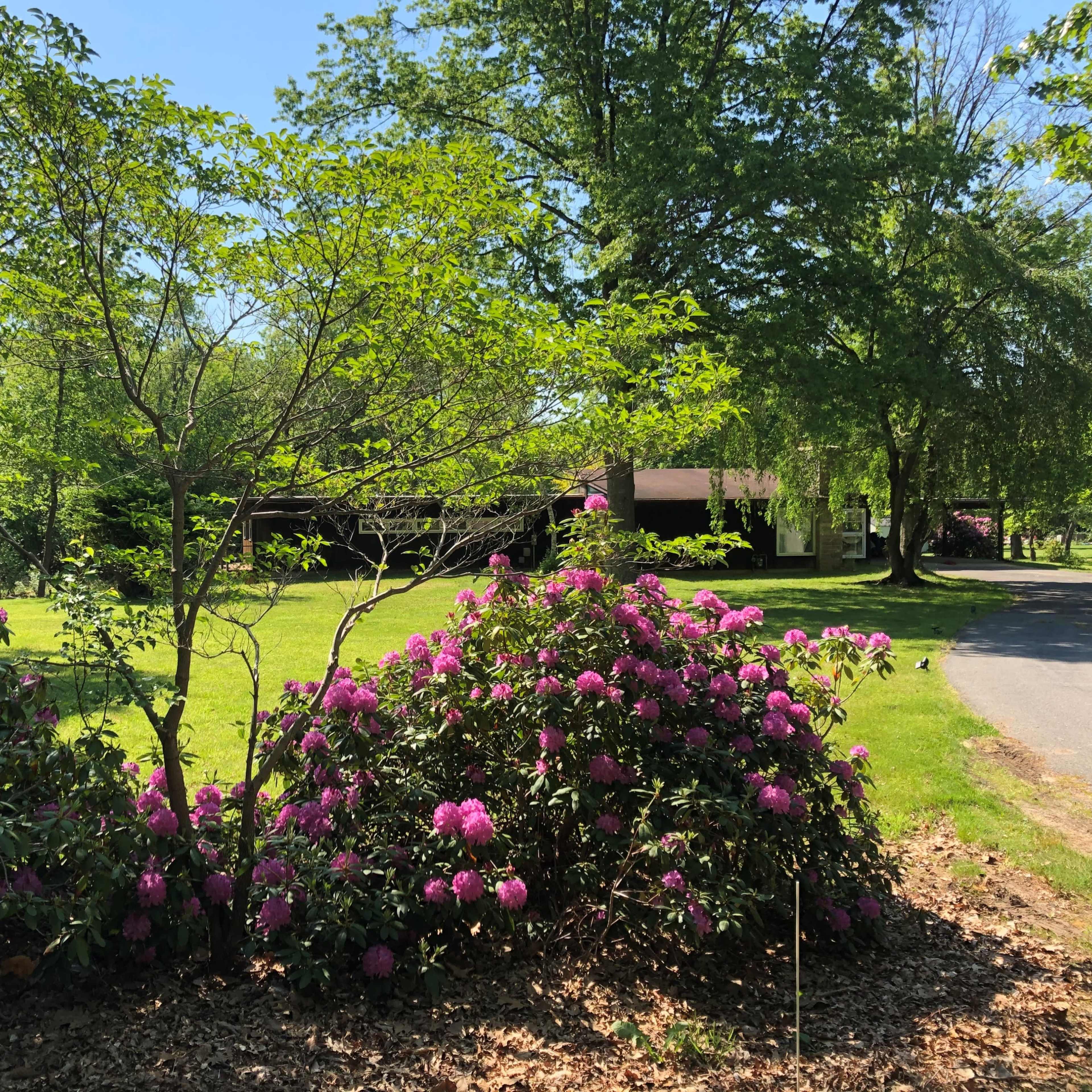 A landscaped area features blooming pink rhododendron bushes alongside a green lawn and a residential house in the background.