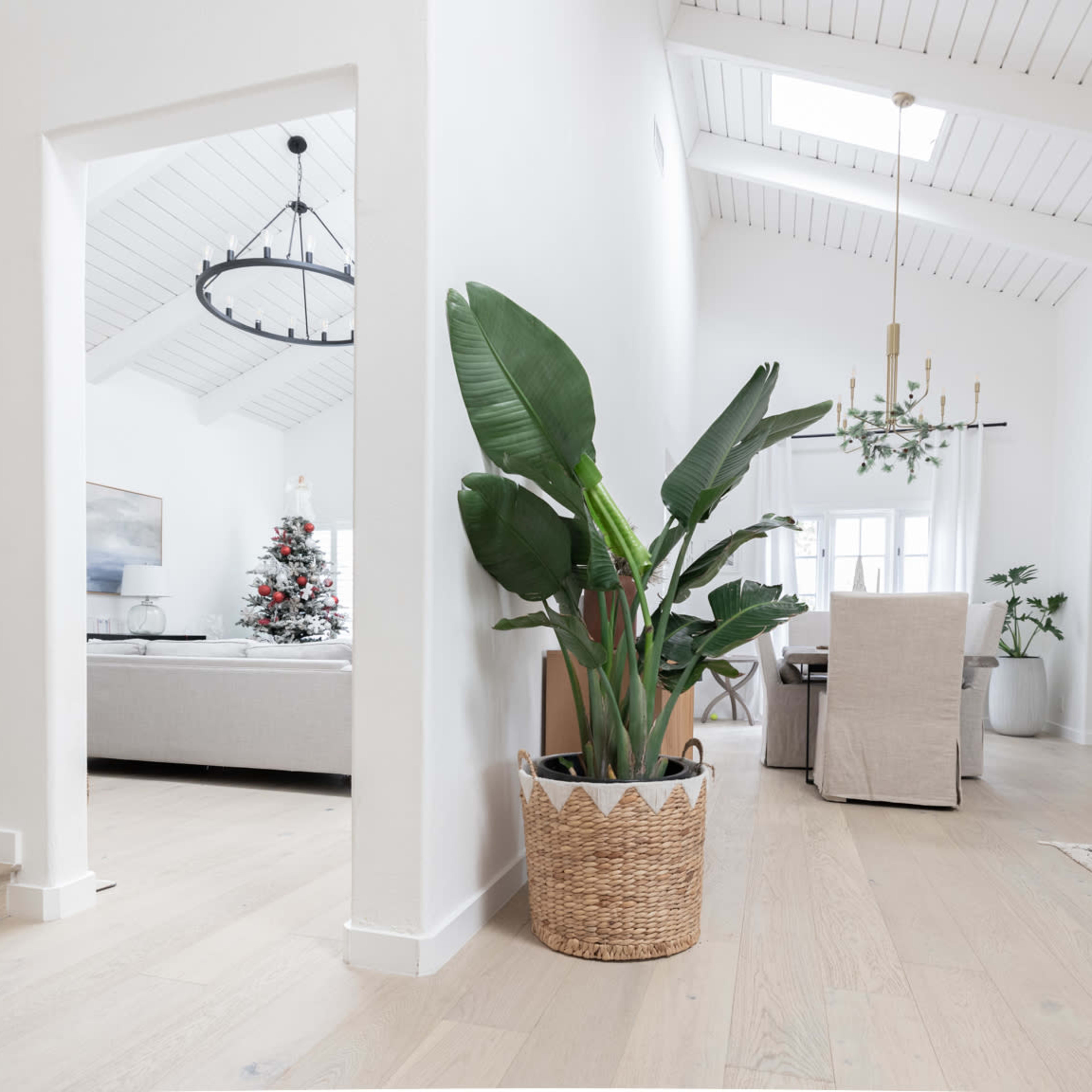 A bright, modern interior featuring a potted plant near a corridor that leads to a living area with a Christmas tree visible in the background.