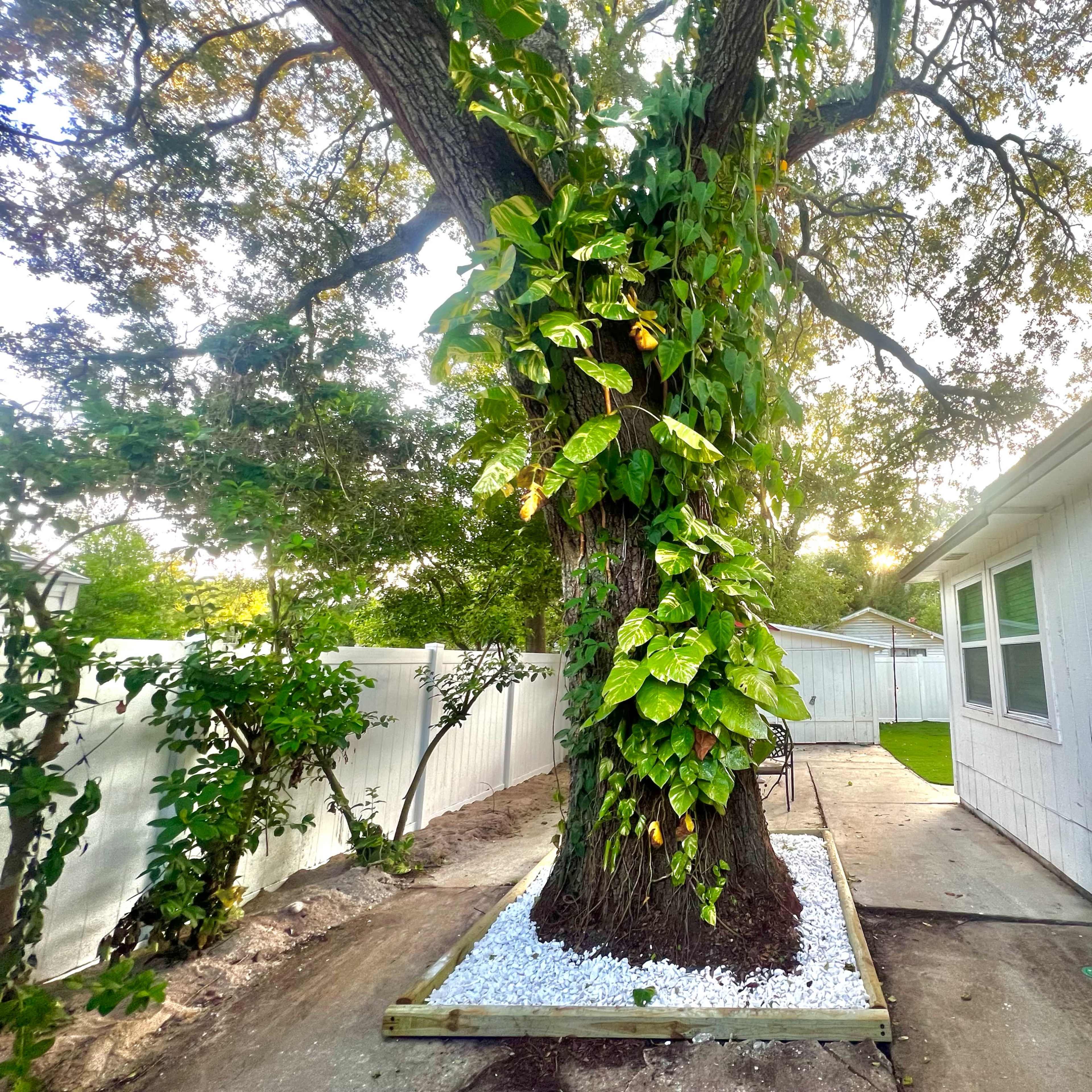 A large tree covered in green foliage stands next to a white house, with white rocks surrounding its base and a paved pathway nearby.