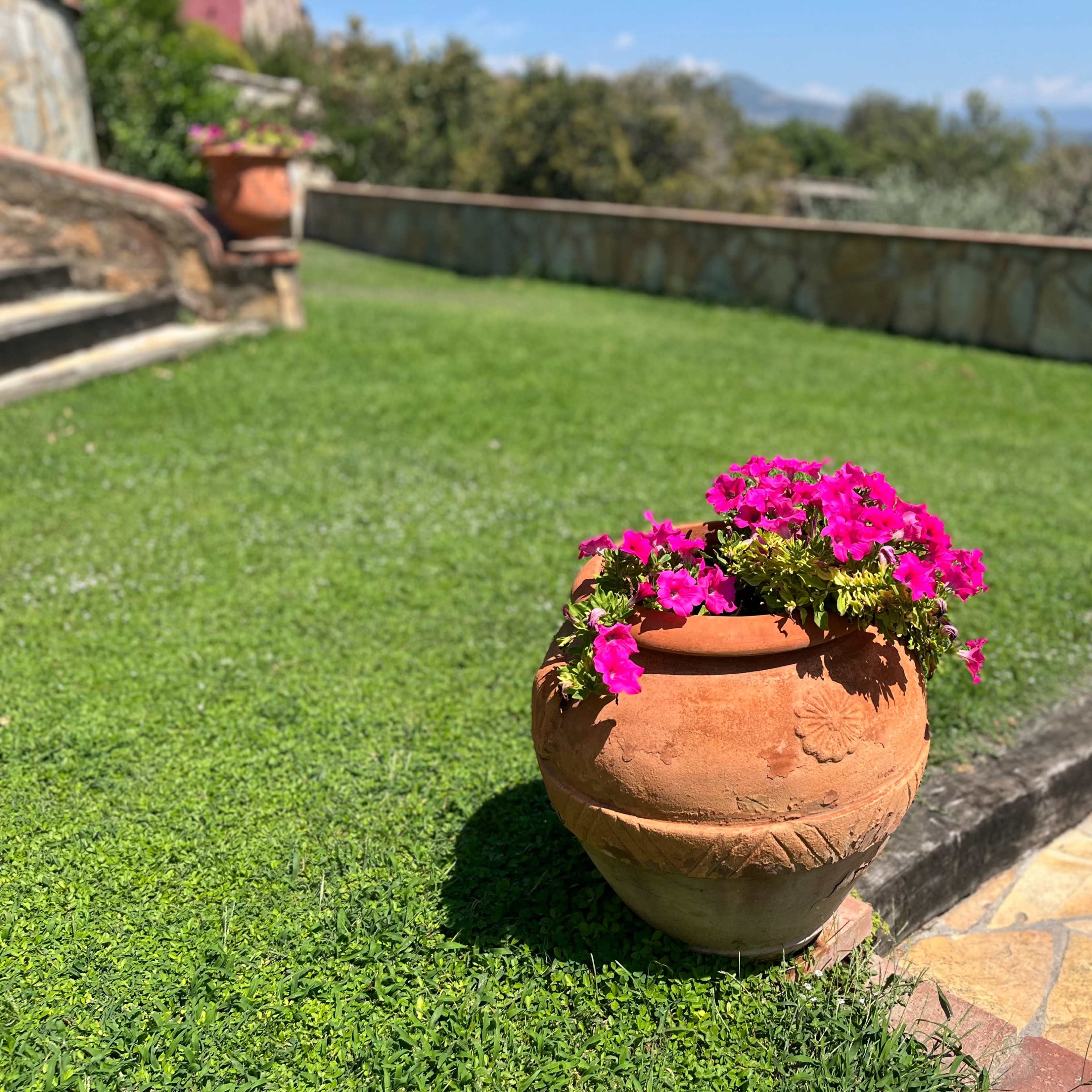 A large terracotta pot filled with vibrant pink flowers sits on a grassy area next to a stone pathway.