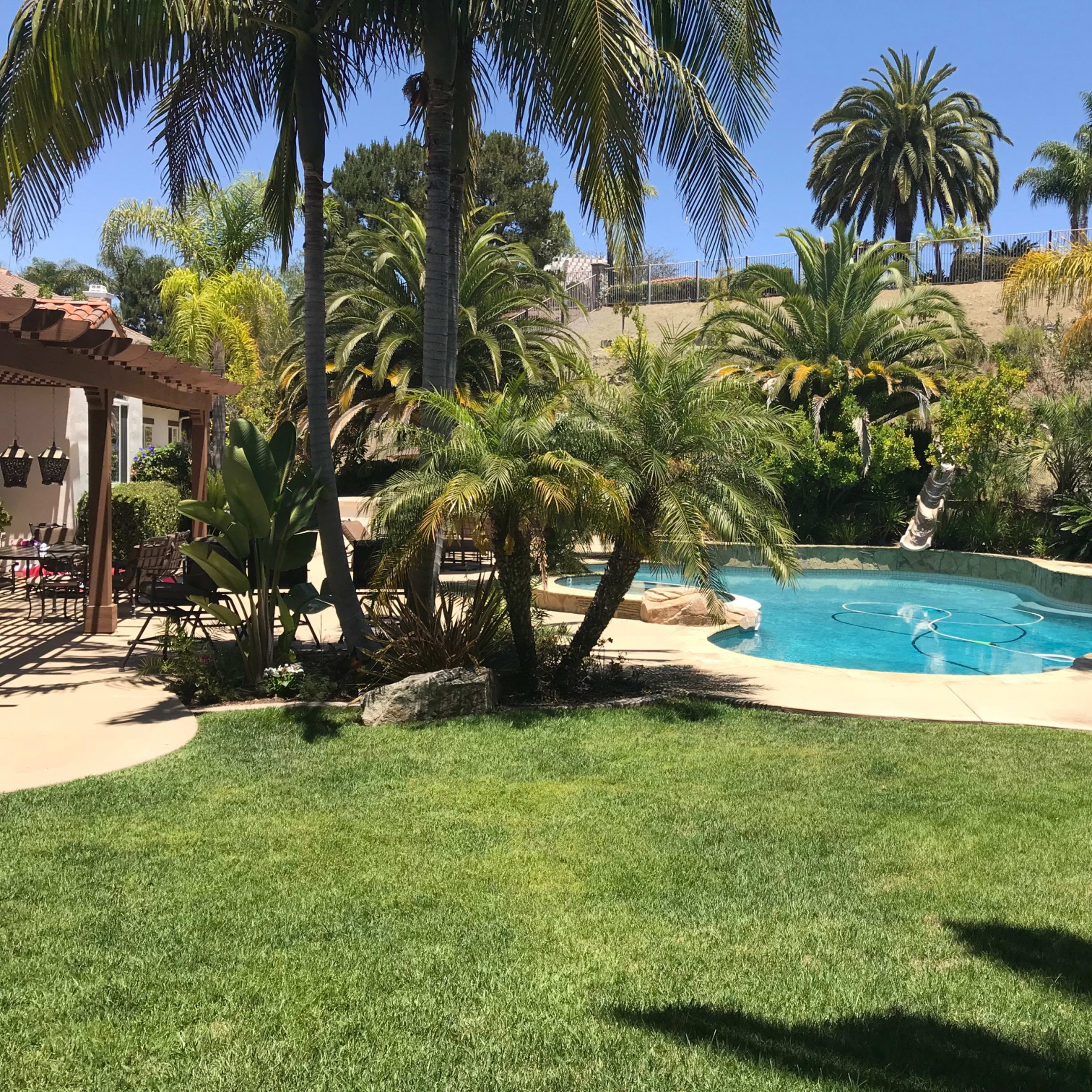 A sunny backyard with a swimming pool surrounded by palm trees and lush greenery.
