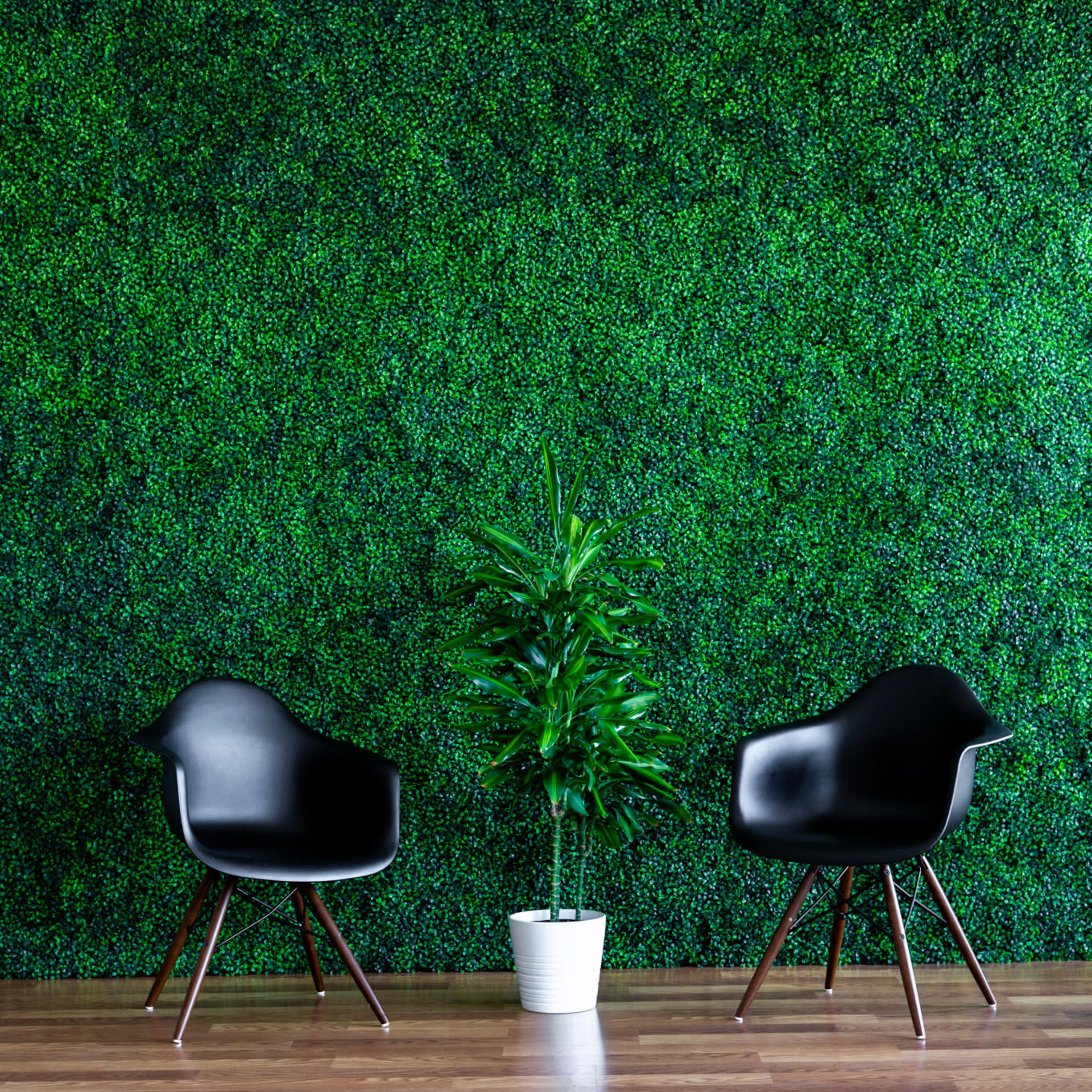 Two black chairs are positioned on a wooden floor in front of a green foliage wall, with a potted plant placed between them.