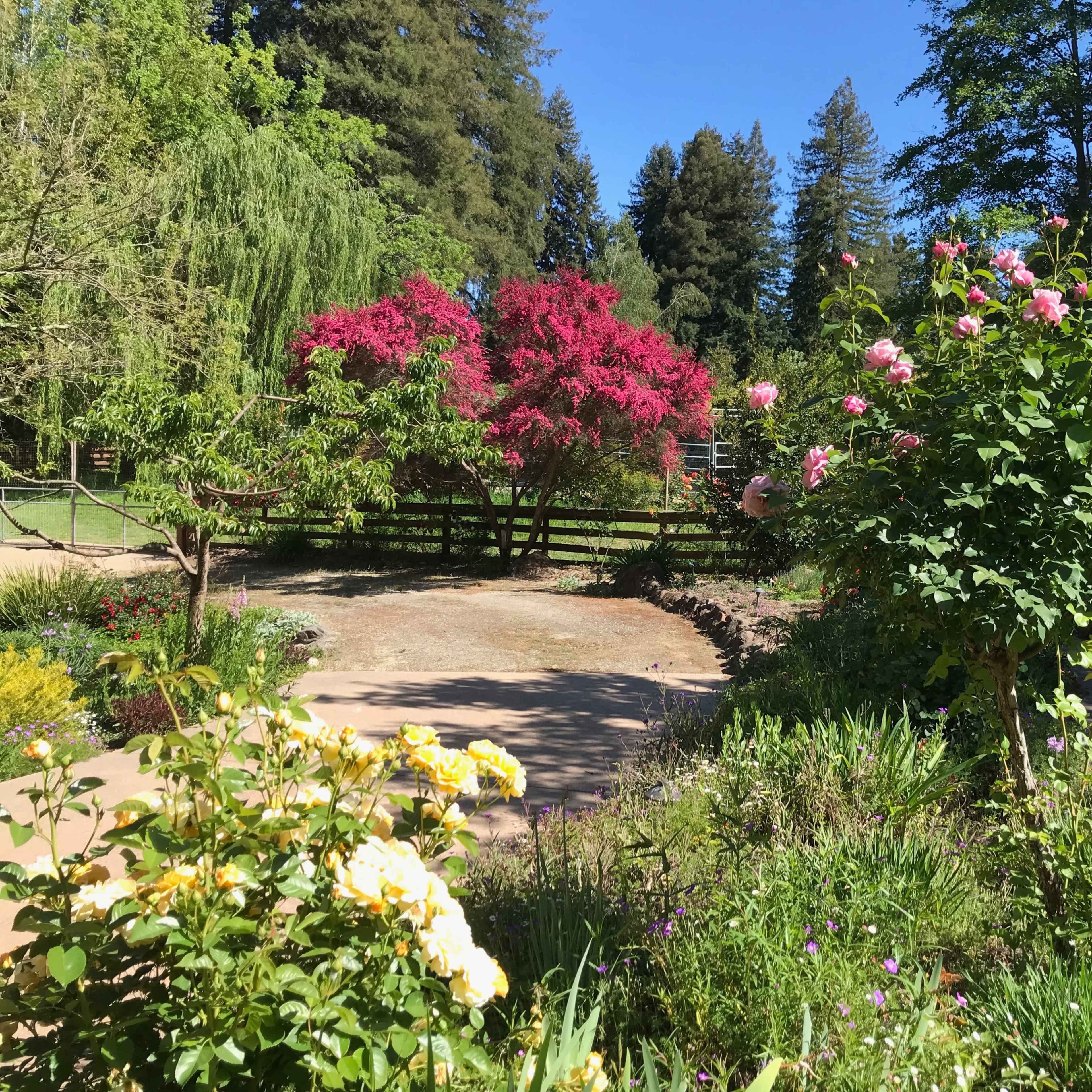 A landscaped garden with blooming roses, vibrant flowering trees, and a clear blue sky.