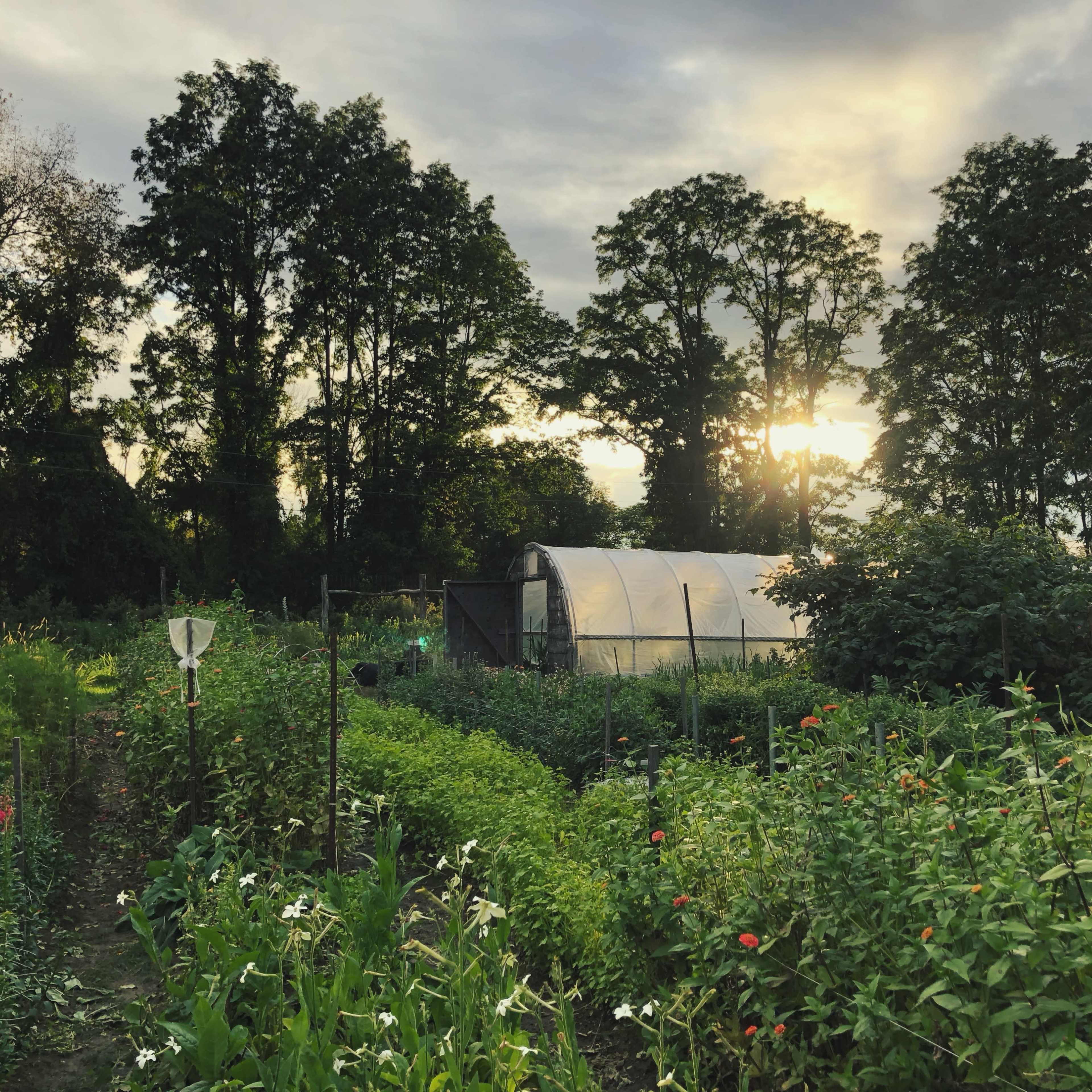 A garden with lush green plants and flowers is set against a backdrop of trees and a greenhouse, with the sun setting in the background.
