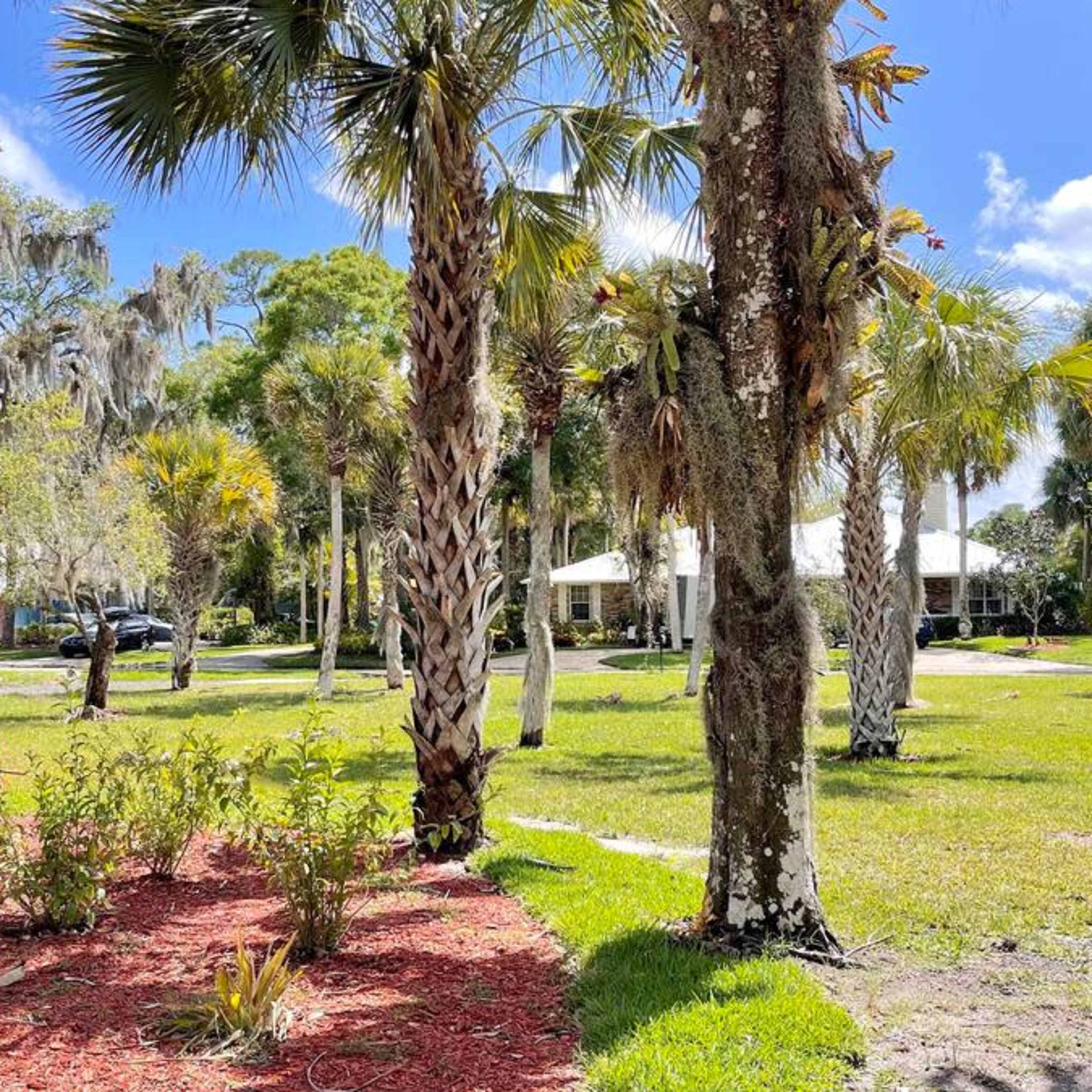 A landscaped area with palm trees and flowering plants leads to a house visible in the background under a clear blue sky.
