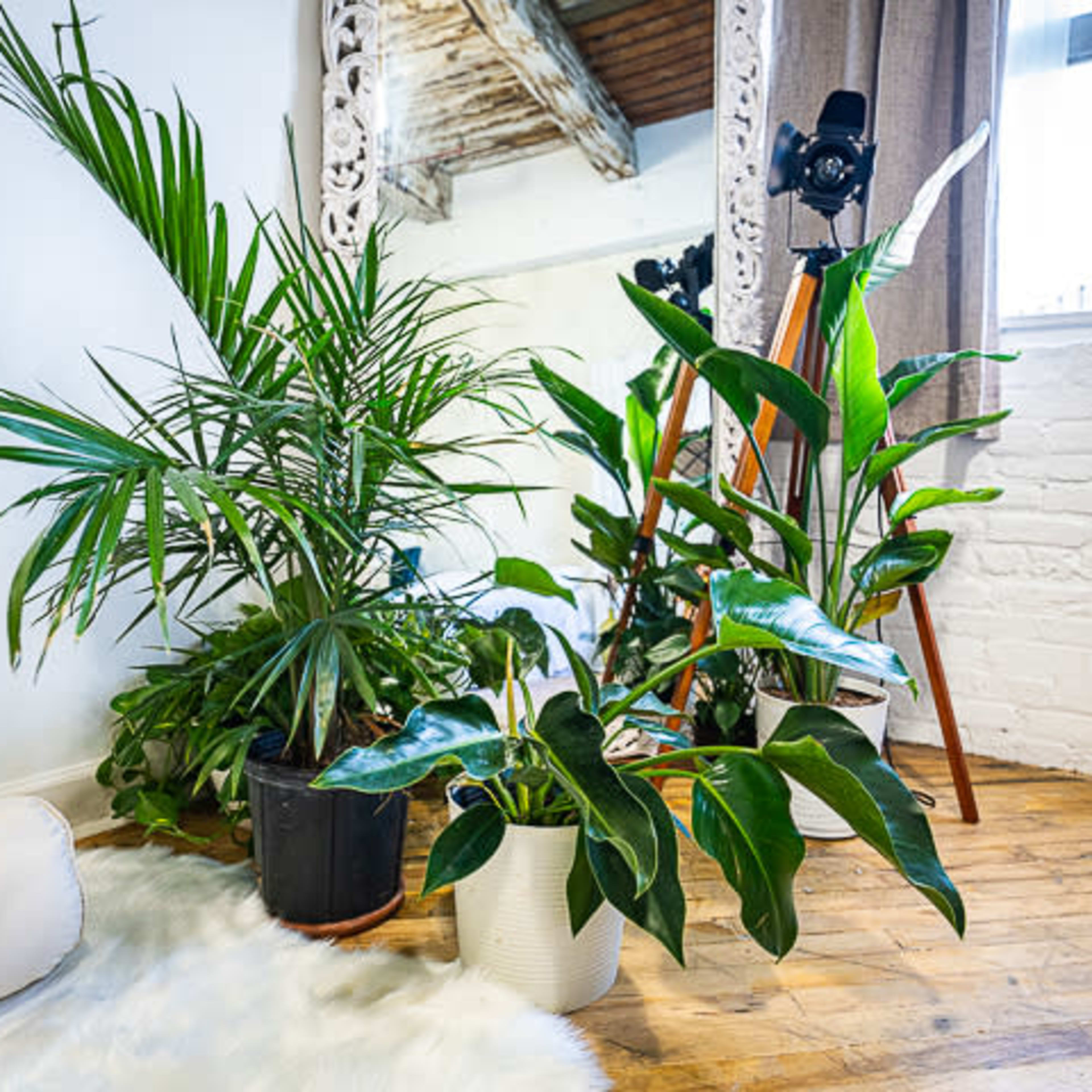 Several indoor plants in decorative pots beside a large mirror, with a camera on a wooden tripod in the background.