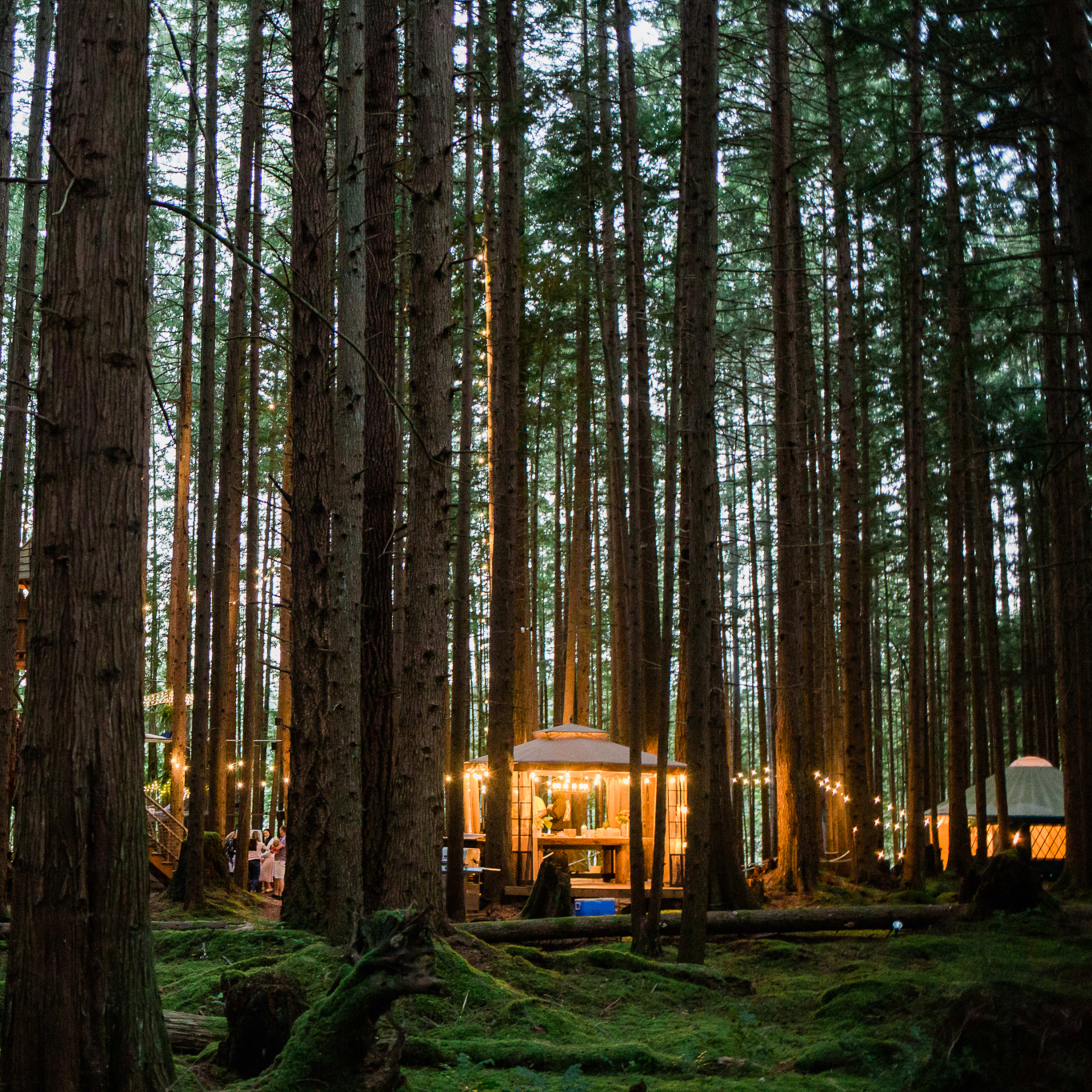 A clear forest scene features tall trees with string lights illuminating a gathering area with wooden structures and seating among the mossy ground.