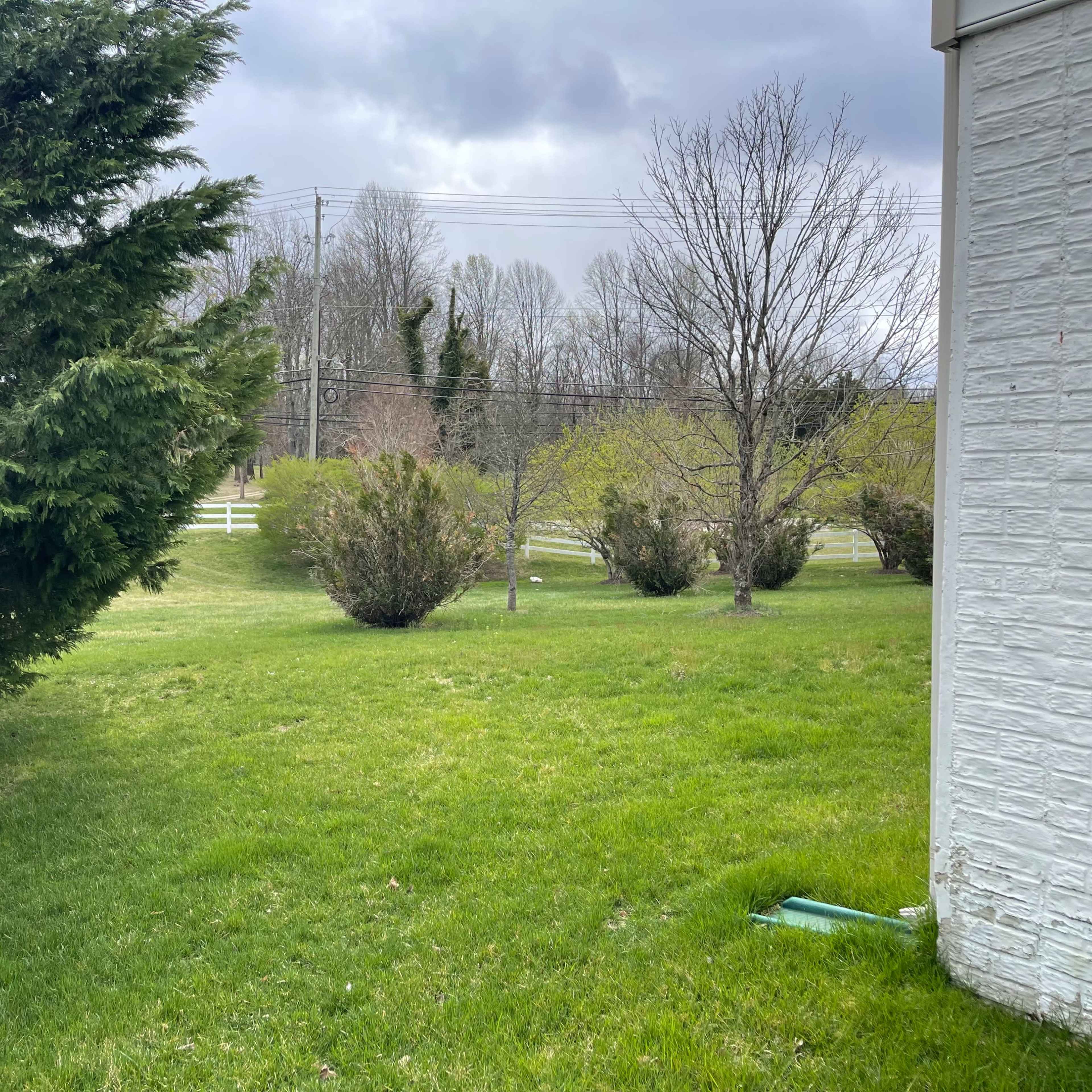 A grassy area with a hedge on the left, several bushes in the middle, and trees in the background beneath a cloudy sky.